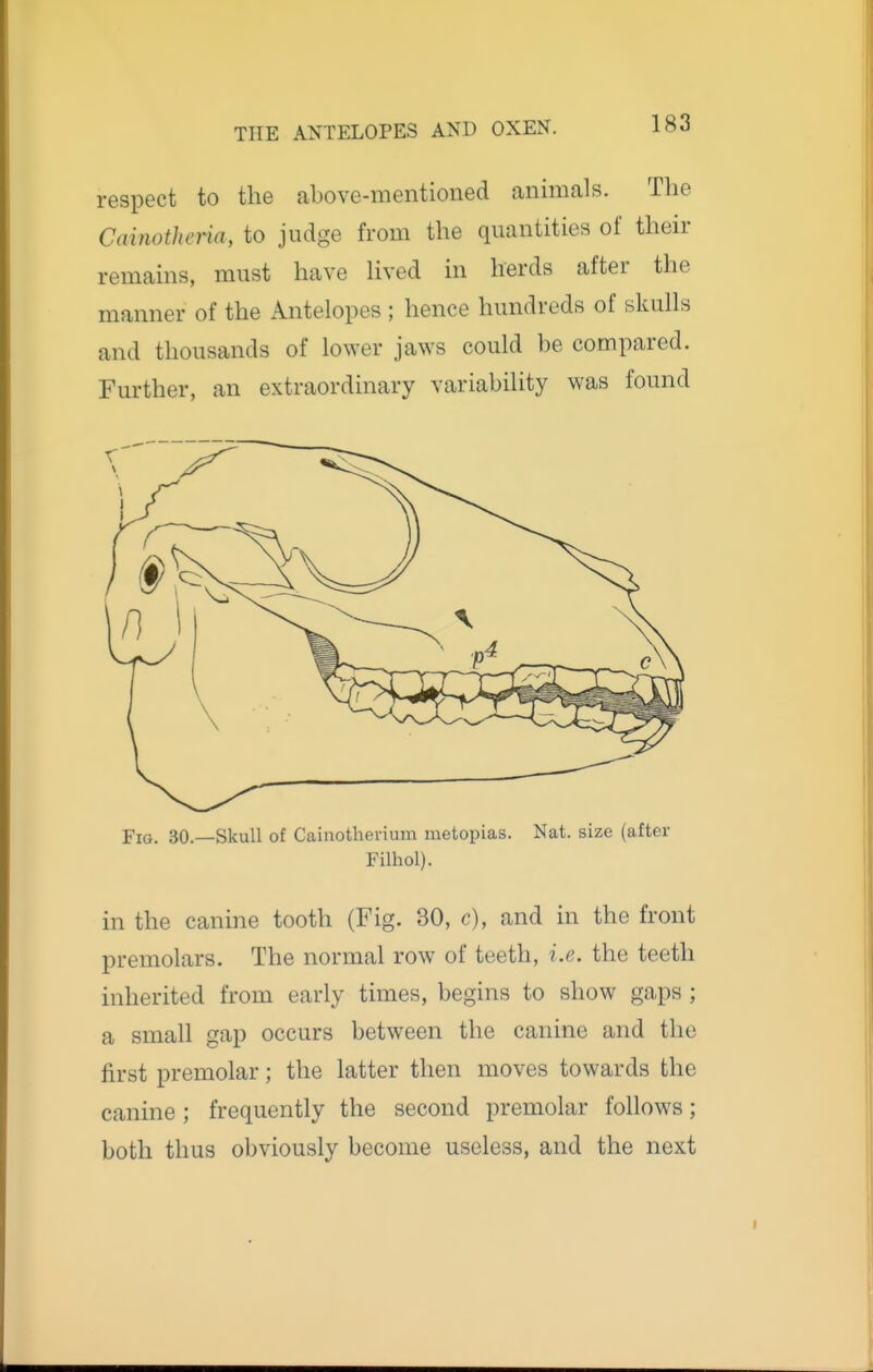 respect to the above-mentioned animals. The CainotheHa, to judge from the quantities of their remains, must have Hved in herds after the manner of the Antelopes ; hence hundreds of skulls and thousands of lower jaws could be compared. Further, an extraordinary variability was found Fig. 30.—Skull of Cainotherium metopias. Nat. size (after Filhol). in the canine tooth (Fig. 30, c), and in the front premolars. The normal row of teeth, i.e. the teeth inherited from early times, begins to show gaps ; a small gap occurs between the canine and the first premolar; the latter then moves towards the canine; frequently the second premolar follows; both thus obviously become useless, and the next