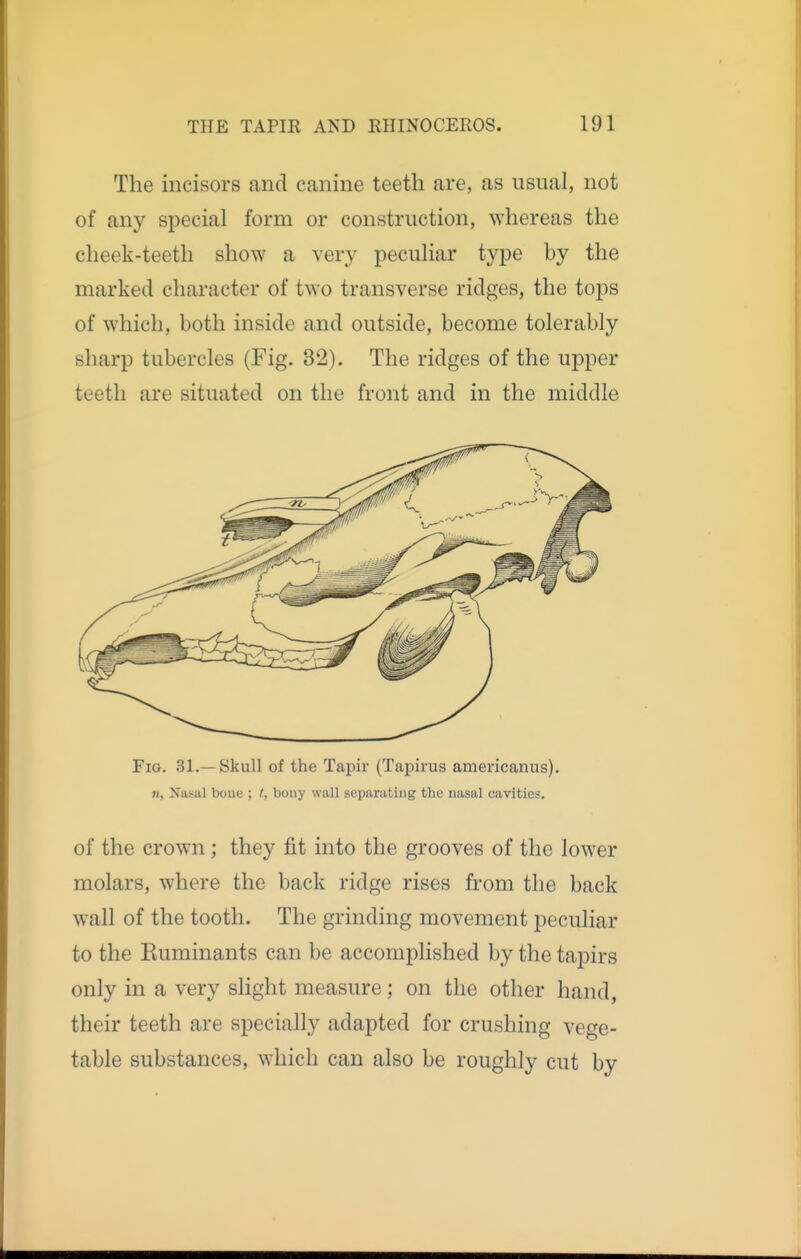 The incisors and canine teeth are, as usual, not of any special form or construction, whereas the cheek-teeth show a very pecuHar type by the marked character of two transverse ridges, the tops of which, both inside and outside, become tolerably sharp tubercles (Fig. 32). The ridges of the upper teeth are situated on the front and in the middle Fig. 31.—Skull of the Tapir (Tapirus americanus). n. Nasal bone ; t, bony wall separating the nasal cavities. of the crown; they fit into the grooves of the lower molars, where the back ridge rises from the back wall of the tooth. The grinding movement peculiar to the Euminants can be accomplished by the tapirs only in a very slight measure; on the other hand, their teeth are specially adapted for crushing vege- table substances, which can also be roughly cut by
