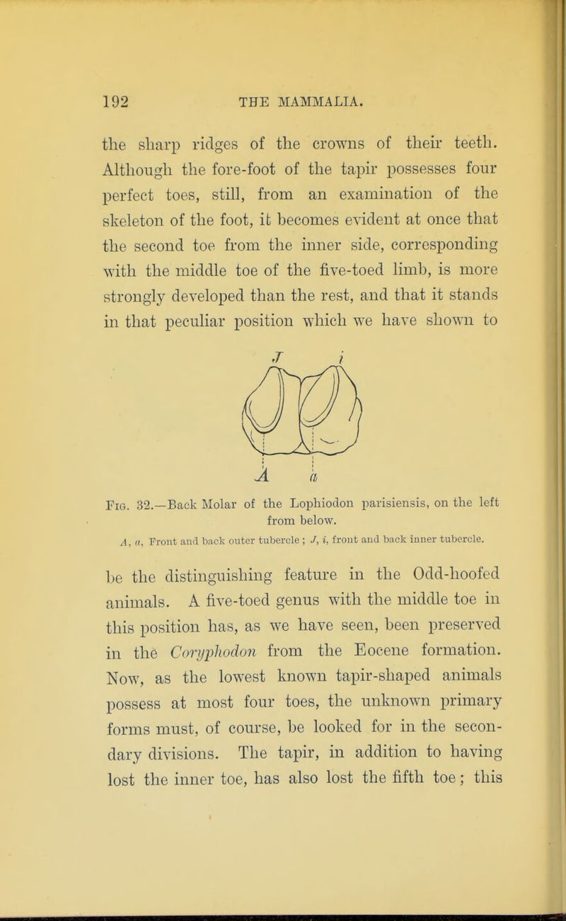 the sharp ridges of the crowns of theu- teeth. Although the fore-foot of the taph possesses four perfect toes, still, from an examination of the skeleton of the foot, it becomes evident at once that the second toe from the inner side, corresponding with the middle toe of the five-toed limb, is more strongly developed than the rest, and that it stands in that peculiar position which we have shown to Fig. 32.—Back Molar of the Lophiodon parisiensis, on the left from below. A. n, Front and back outer tubercle ; /, i, front and back inner tubercle. be the distinguishing feature in the Odd-hoofed animals. A five-toed genus with the middle toe in this position has, as we have seen, been preserved in the Coryphodon from the Eocene formation. Now, as the lowest known tapir-shaped animals possess at most four toes, the unknown primary forms must, of course, be looked for in the secon- dary divisions. The tapir, in addition to having lost the inner toe, has also lost the fifth toe; this I