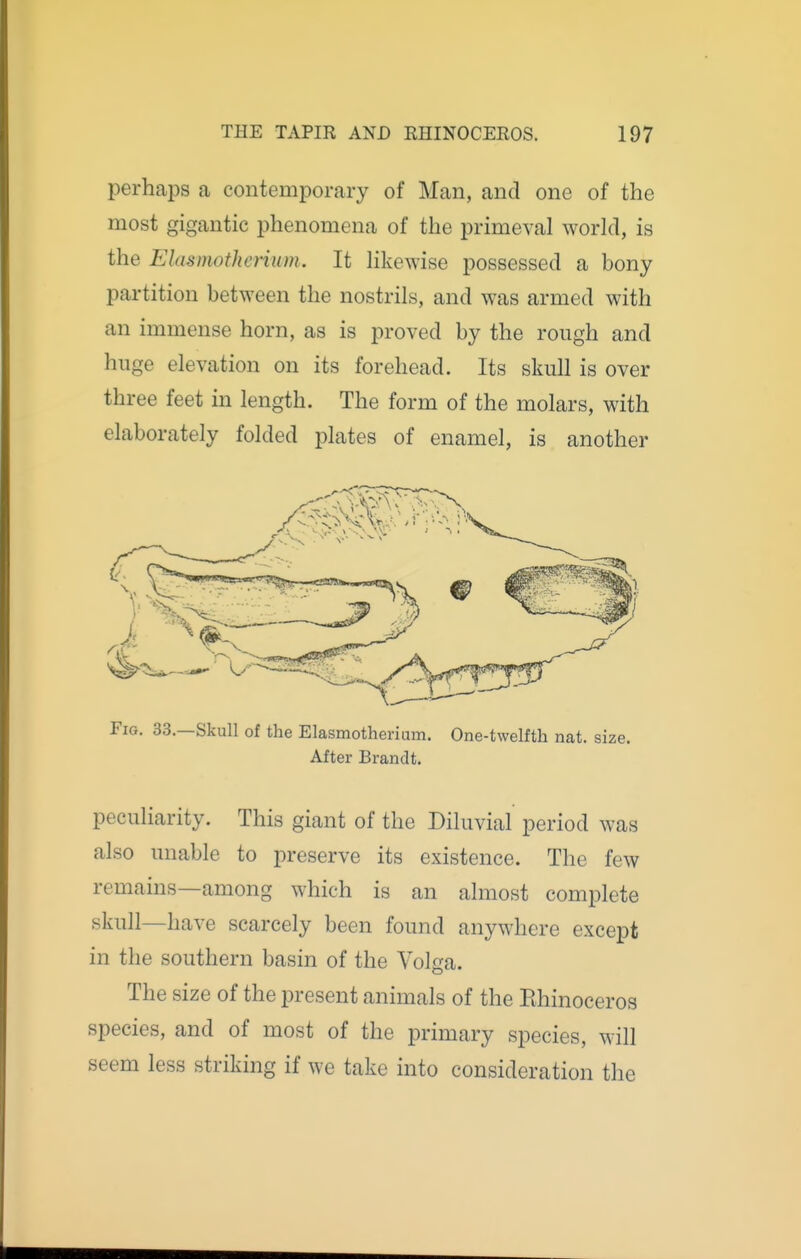 perhaps a contemporary of Man, and one of the most gigantic phenomena of the primeval world, is the Elasmothenum. It likewise possessed a bony partition between the nostrils, and was armed with an immense horn, as is proved by the rough and huge elevation on its forehead. Its skull is over three feet in length. The form of the molars, with elaborately folded plates of enamel, is another Fig. 33.—Skull of the Elasmotheriam. One-twelfth nat. size. After Brandt. peculiarity. This giant of the Diluvial period was also unable to preserve its existence. The few remains—among which is an almost complete skull—have scarcely been found anywhere except in the southern basin of the Volga. The size of the present animals of the Rhinoceros species, and of most of the primary species, will seem less striking if we take into consideration the