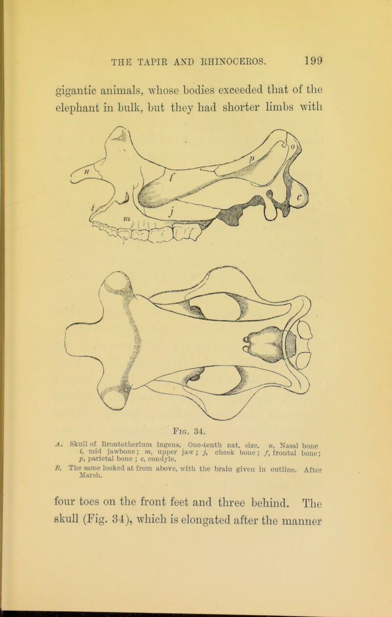 gigantic animals, whose bodies exceeded that of the elephant in bulk, but they had shorter limbs with Fifl. Si. A. Skull of Brontotherium ingens. One-tenth iiat. si;ie. n. Nasal bone i, mid jawbone; 7n, n\)per jaw; j, cheek bone; /.frontal bone; p, parietal bone ; c, condyle. /i. The same looked at from above, with the brain given in outline. After Marsh. four toes on the front feet and three behind. The skull (Fig. 34), which is elongated after the manner