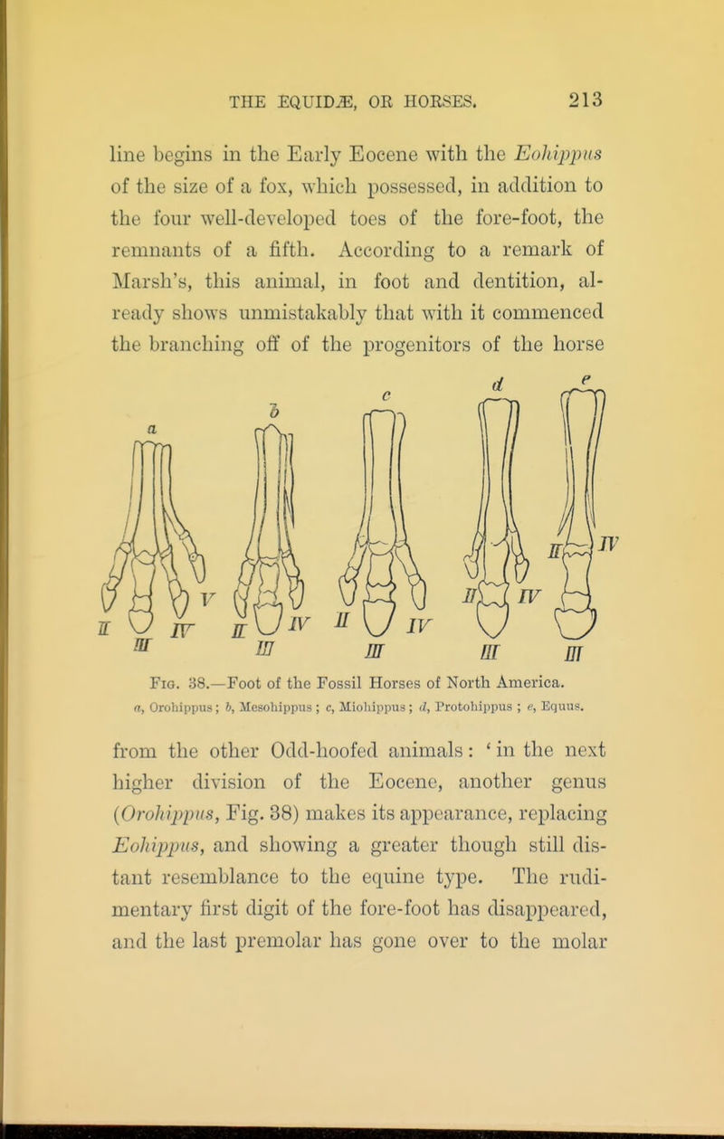 line begins in the Early Eocene with the Eohippus of the size of a fox, which possessed, in addition to the four well-develoiDed toes of the fore-foot, the remnants of a fifth. According to a remark of Marsh's, this animal, in foot and dentition, al- ready shows unmistakably that with it commenced the branching off of the progenitors of the horse JV Ji ^ ' ^ mm mm Fig, 38.—Foot of the Fossil Horses of North America. a, Orohippus; b, Mesohippus ; c, Miohippus; d, Protohippus ; e, Equus. from the other Odd-hoofed animals: ' in the next higher division of the Eocene, another genus (Orohippus, Fig. 38) makes its appearance, replacing Eohippus, and showing a greater though still dis- tant resemblance to the equine type. The rudi- mentary first digit of the fore-foot has disappeared, and the last premolar has gone over to the molar