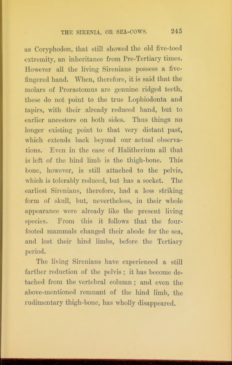 as Coryphodon, that still showed the old five-toed extremity, an inheritance from Pre-Tertiary times. However all the living Sirenians possess a five- fingered hand. When, therefore, it is said that the molars of Prorastomus are genuine ridged teeth, these do not point to the true Lophiodonta and tapirs, with their already reduced hand, but to earlier ancestors on both sides. Thus things no longer existing point to that very distant past, which extends back beyond our actual observa- tions. Even in the case of Halitherium all that is left of the hind limb is the thigh-bone. This bone, however, is still attached to the pelvis, which is tolerably reduced, but has a socket. The eai'liest Sirenians, therefore, had a less striking form of skull, but, nevertheless, in their whole appearance were already like the present living species. From this it follows that the four- footed mammals changed their abode for the sea, and lost their hind limbs, before the Tertiary period. The living Sirenians have experienced a still farther reduction of the pelvis; it has become de- tached from the vertebral column ; and even the above-mentioned remnant of the hind limb, the rudimentary thigh-bone, has wholly disappeared.