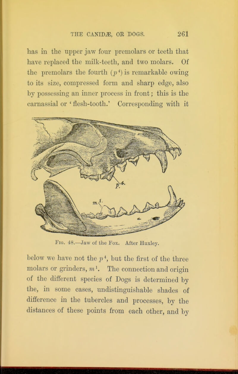 has in the upper jaw four premolars or teeth that have replaced the milk-teeth, and two molars. Of the premolars the fourth (j)'') is remarkable owing to its size, compressed form and sharp edge, also by possessing an inner process in front; this is the carnassial or * flesh-tooth.' Corresponding with it Fig. 48.—Jaw of the Fox. After Huxley. below we have not the j)\ but the first of the three molars or grinders, mK The connection and origin of the different species of Dogs is determined by the, in some cases, undistinguishable shades of difference in the tubercles and j)rocesses, by the distances of these points from each other, and by