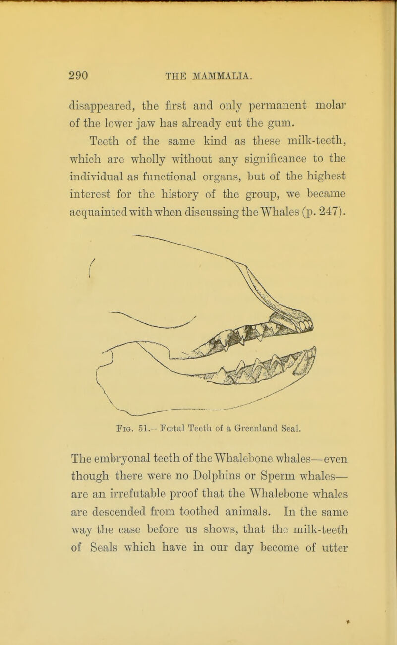 disappeared, the first and only permanent molar of the lower jaw has already cut the gum. Teeth of the same kind as these milk-teeth, which are wholly without any significance to the individual as functional organs, but of the highest interest for the history of the group, we became acquainted with when discussing the Whales (p. 247). Fig. 51.— Fcetal Teeth of a Greenland Seal. The embryonal teeth of the Whalebone whales—even though there were no Dolphins or Sperm whales— are an irrefutable proof that the Whalebone whales are descended from toothed animals. In the same way the case before us shows, that the milk-teeth of Seals which have in our day become of utter