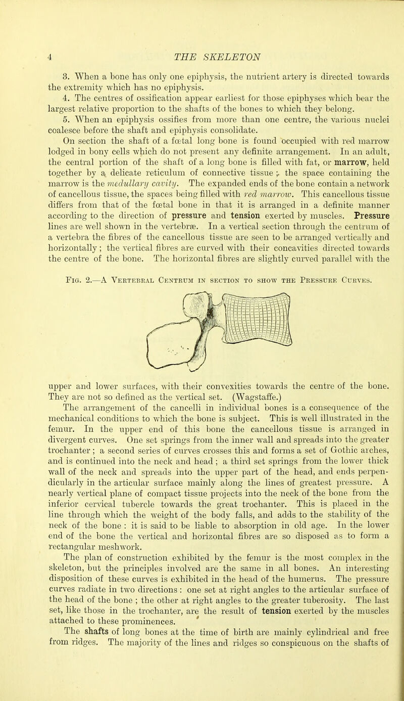 3. When a bone has only one epiphysis, the nutrient artery is directed towards the extremity which has no epiphysis. 4. The centres of ossification appear earhest for those epiphyses which bear the largest relative proportion to the shafts of the bones to which they belong. 5. When an epiphysis ossifies from more than one centre, the various nuclei coalesce before the shaft and epiphysis consolidate. On section the shaft of a foetal long bone is found occupied with red marrow lodged in bony cells which do not present any definite arrangement. In an adult, the central portion of the shaft of a long bone is filled with fat, or marrow, held together by a delicate reticulum of connective tissue ;. the space containing the marrow is the medullary cavity. The expanded ends of the bone contain a network of cancellous tissue, the spaces being filled with red marrcnv. This cancellous tissue differs from that of the foetal bone in that it is arranged in a definite manner according to the direction of pressure and tension exerted by muscles. Pressure lines are well shown in the vertebrte. In a vertical section through the centrum of a vertebra the fibres of the cancellous tissue are seen to be arranged vertically and horizontally ; the vertical fibres are curved with their concavities directed towards the centre of the bone. The horizontal fibres are slightly curved parallel with the Fig. 2.—A Vertebral Centrum in section to show the Pressure Curves. upper and lower surfaces, with their convexities towards the centre of the bone. They are not so defined as the vertical set. (Wagstafie.) The arrangement of the cancelli in indi\idual bones is a consequence of the mechanical conditions to which the bone is subject. This is well illustrated in the femur. In the upper end of this bone the cancellous tissue is arranged in divergent curves. One set springs from the inner wall and spreads into the greater trochanter ; a second series of curves crosses this and forms a set of Gothic arches, and is continued into the neck and head ; a third set springs from the lower thick wall of the neck and spreads into the upper part of the head, and ends perpen- dicularly in the articular surface mainly along the lines of greatest pressure. A nearly vertical plane of compact tissue projects into the neck of the bone from the inferior cervical tubercle towards the great trochanter. This is placed in the line through which the weight of the body falls, and adds to the stability of the neck of the bone : it is said to be liable to absorption in old age. In the lower end of the bone the vertical and horizontal fibres are so disposed as to form a rectangular meshwork. The plan of construction exhibited by the femur is the most complex in the skeleton, but the principles involved are the same in all bones. An intei'esting disposition of these curves is exhibited in the head of the humerus. The pressure curves radiate in two directions : one set at right angles to the articular surface of the head of the bone ; the other at right angles to the greater tuberosity. The last set, like those in the trochanter, are the result of tension exerted by the muscles attached to these prominences. * The shafts of long bones at the time of birth are mainly cylindrical and free from ridges. The majority of the lines and ridges so conspicuous on the shafts of