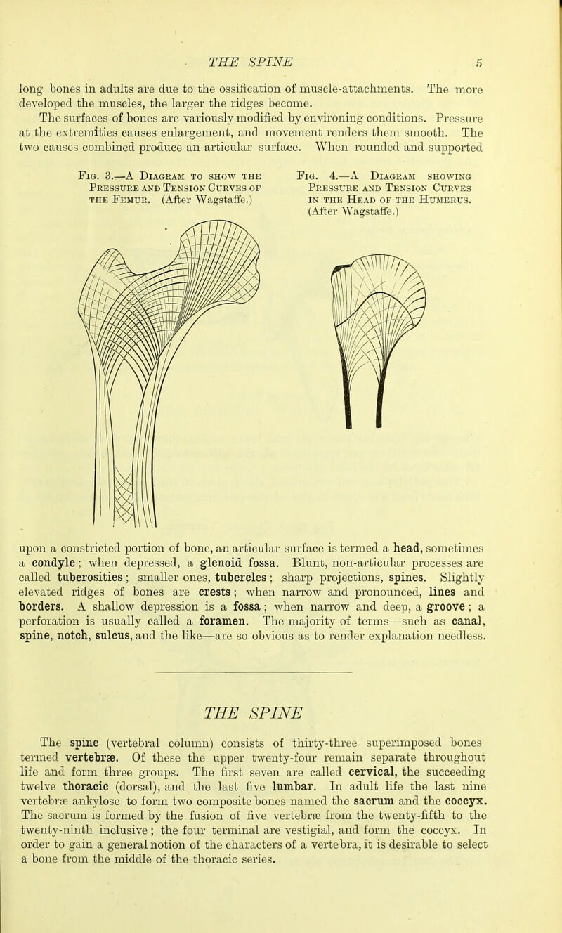 long bones in adults are due to the ossification of muscle-attachments. The more developed the muscles, the larger the ridges become. The surfaces of bones are variously modified by environing conditions. Pressure at the extremities causes enlargement, and movement renders them smooth. The two causes combined produce an articular surface. When rounded and supported Fig. 3.—A Diagram to show the Pressure and Tension Curves of THE Femur. (After Wagstaffe.) Fig. 4.—A Diagram showing Pressure and Tension Curves IN THE Head of the Humerus. (After Wagstaffe.) upon a constricted portion of bone, an articular surface is termed a head, sometimes a condyle; when depressed, a glenoid fossa. Blunt, non-articular processes are called tuberosities ; smaller ones, tubercles ; sharp projections, spines. Slightly elevated ridges of bones are crests; when narrow and pronounced, lines and borders. A shallow depression is a fossa; when narrow and deep, a groove; a perforation is usually called a foramen. The majority of terms—such as canal, spine, notch, sulcus, and the like—are so ob^'ious as to render explanation needless. THE SPINE The spine (vertebral column) consists of thirty-three superimposed bones termed vertebrae. Of these the upper twenty-four remain separate throughout life and form three groups. The first seven are called cervical, the succeeding twelve thoracic (dorsal), and the last five lumbar. In adult life the last nine vertebrte ankylose to form two composite bones named the sacrum and the coccyx. The sacrum is formed by the fusion of five vertebrte from the twenty-fifth to the twenty-ninth inclusive ; the four terminal are vestigial, and form the coccyx. In order to gain a general notion of the characters of a vertebra, it is desirable to select a bone from the middle of the thoracic series.