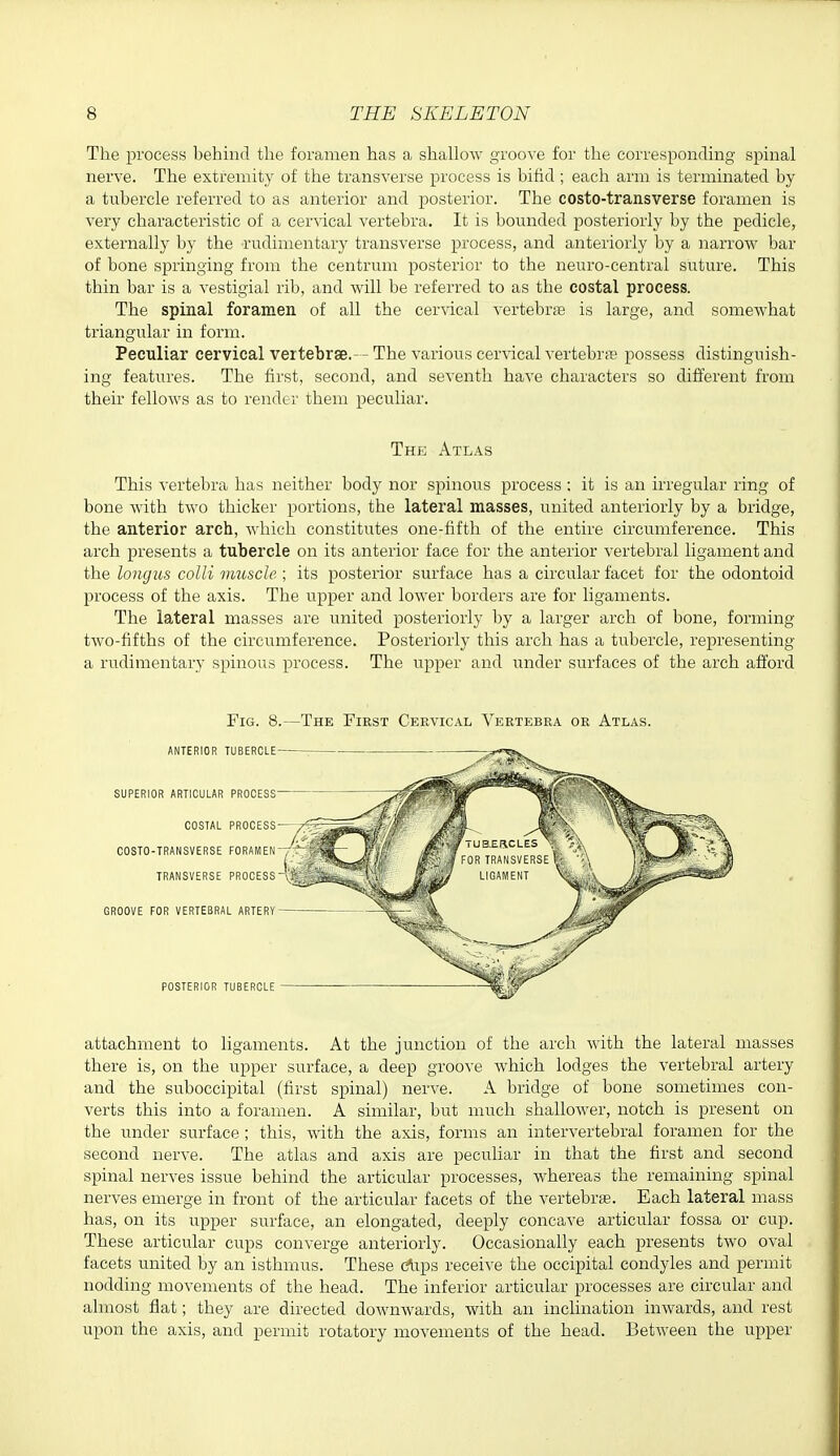 The process behind the foramen has a shallow groove for the corresponding spinal nerve. The extremity of the transverse process is bifid; each arm is terminated by a tubercle referred to as anterior and posterior. The costo-transverse foramen is very characteristic of a cervical vertebra. It is bounded posteriorly by the pedicle, externally by the -rudimentary transverse process, and anteriorly by a narrow bar of bone springing from the centrum posterior to the neuro-central suture. This thin bar is a vestigial rib, and Avill be referred to as the costal process. The spinal foramen of all the cervical vertebrtB is large, and somewhat triangular in form. Peculiar cervical vertebrae.- - The various cervical vertebrfB possess distinguish- ing features. The first, second, and seventh have characters so different from their fellows as to render them peculiar. The Atlas This vertebra has neither body nor spinous process : it is an irregular ring of bone with two thicker portions, the lateral masses, united anteriorly by a bridge, the anterior arch, which constitutes one-fifth of the entire circumference. This arch presents a tubercle on its anterior face for the anterior vertebral ligament and the longus colli muscle; its posterior surface has a circular facet for the odontoid process of the axis. The upper and lower borders are for ligaments. The lateral masses are united posteriorly by a larger arch of bone, forming two-fifths of the circumference. Posteriorly this arch has a tubercle, representing a rudimentary spinous process. The upper and under surfaces of the arch afford attachment to ligaments. At the junction of the arch with the lateral masses there is, on the upper surface, a deep groove which lodges the vertebral artery and the suboccipital (first spinal) nerve. A bridge of bone sometimes con- verts this into a foramen. A similar, but much shallower, notch is present on the imder surface ; this, with the axis, forms an intervertebral foramen for the second nerve. The atlas and axis are peculiar in that the first and second spinal nerves issue behind the articular processes, whereas the remaining spinal nerves emerge in front of the articular facets of the vertebrse. Each lateral mass has, on its upper surface, an elongated, deeply concave articular fossa or cup. These articular cups converge anteriorly. Occasionally each presents two oval facets united by an isthmus. These C^ips receive the occipital condyles and permit nodding movements of the head. The inferior articular processes are circular and almost flat; they are directed downwards, with an inclination inwards, and rest upon the axis, and permit rotatory movements of the head. Between the upper