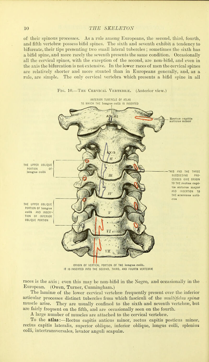 of their spinous processes. As a rule among Europeans, the second, third, fourth, and fifth vertebrte possess bifid spines. The sixth and seventh exhibit a tendency to bifurcate, their tips presenting tAvo small lateral tubercles ; sometimes the sixth has a bifid spine, and more rarely the seventh presents the same condition. Occasionally all the cervical spines, with the exception of the second, are non-bifid, and even in the axis the bifurcation is not extensive. In the lower races of men the cervical spines are relatively shorter and more stunted than in Europeans generally, and, as a rule, are simple. The only cervical vertebra which presents a bifid spine in all Fig. 10.—The Cervical Vertebra. (Anterior view.) ANTERIOR TUBERCLE OF ATLAS TO WHICH THE longus colli IS INSERTED 3 ORIGIN OF VERTICAL PORTION OF THE longus eolii. IT IS INSERTED INTO THE SECOND, THIRD, AND FOURTH VERTEBR/E races is the axis ; even this may be non-bifid in the Negro, and occasionally in the European. (Owen, Turner, Cunningham.) The laminae of the lower cervical vertebrte frequently present over the inferior articular processes distinct tubercles from which fasciculi of the multifidus spincB muscle arise. They are usually confined to the sixth and seventh vertebrte, but are fairly frequent on the fifth, and are occasionally seen on the fourth. A large number of muscles are attached to the cervical vertebrfe. To the atlas:—Rectus capitis anticus minor, rectus capitis posticus minor, rectus capitis lateralis, superior oblique, inferior oblique, longus colli, splenius colli, intertransversales, levator anguli scapulse.