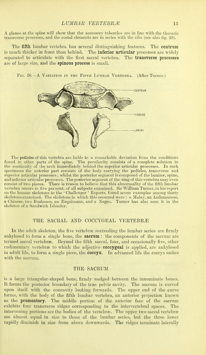 A glance at the spine will show that the accessory tubercles are in line with the thoracic transverse processes, and the costal elements are in series with the ribs (see also fig. 29). The fifth lumbar vertebra has several distinguishing features. The centrum is much thicker in front than behind. The inferior articular processes are widely separated to articulate with the first sacral vertebra. The transverse processes are of large size, and the spinous process is small. Fig. 16. —a Variation in the Fifth Lumbar Vertebra. (After Turner.) The pedicles of this vertebra are liable to a remarkable deviation from the conditions found i]i other parts of the spine. The peculiarity consists of a complete solution in the continuity of Uie arch immediately behind the superior articular processes. In such specimens the anterior part consists of the body carrying the pedicles, transverse and superior articular processes ; whilst the posterior segment is composed of the laminae, spine, and inferior articular processes. The posterior segment of the ring of this vertebra may even consist of two pieces. There is reason to believe that this abnormality of the fifth lumbar vertebra occurs in five per cent, of all subjects examined. Sir WiUiam Turner, in his report on the human skeletons in the ' Challenger ' Eeports, found se\'en examples among thirty skeletons examined. The skeletons in which this occurred were : a Malay, an Andamanese, a Chinese, two Bushmen, an Esquimaux, and a Negi'o. Turner has also seen it in the skeleton of a Sandwich Islander. THE SACEAL AND COCCYGEAL VERTEBE^ In the adult skeleton, the five vertebra succeeding the lumbar series are firmly ankylosed to form a single bone, the sacrum: the components of the sacrum are termed sacral vertebrae. Beyond the fifth sacral, four, and occasionally five, other rudimentary vertebra to which the adjective coccygeal is applied, are ankylosed in adult life, to form a single piece, the coccyx. In advanced life the coccyx unites with the sacrum. THE SACEUM is a large triangular-shaped bone, firmly wedged between the innominate bones. It forms the posterior boundary of the true pehic ca'S'ity. The sacrum is curved upon itself with the concavity looking forwards. The upper end of the curve forms, with the body of the fifth lumbar vertebra, an anterior projection known as the promontory. The middle portion of the anterior face of the sacrum exhibits four transverse ridges corresponding to the intervertebral spaces. The intervening portions are the bodies of the vertebrae. The upper two sacral vertebrae are almost equal in size to those of the lumbar series, but the three lower rapidly diminish in size from above downwardso The ridges terminate laterally