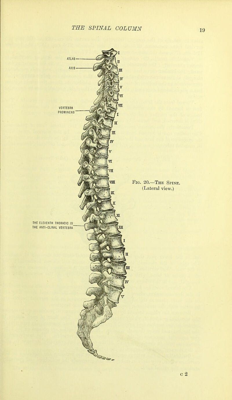 THE SPINAL COLUMN