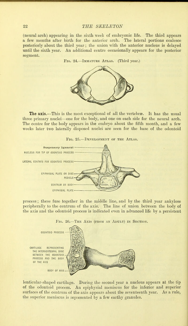 (neural arch) appearing in the sixth week of embryonic life. The third appears a few months after birth for the anterior arch. The lateral portions coalesce posteriorly about the third year; the union with the anterior nucleus is delayed until the sixth year. An additional centre occasionally appears for the posterior segment. Fig. 24.—Immature Atlas. (Third year.) The axis.—This is the most exceptional of all the vertebra. It has the usual three primary nuclei—one for the body, and one on each side for the neural arch. The centre for the body appears in the embryo about the fifth month, and a few weeks later two laterally disposed nuclei are seen for the base of the odontoid Fig. 25.—Development of the Atlas. NUCLEUS FOR LATERAL CENTR process; these fuse together in the middle line, and by the third year ankylose peripherally to the centrum of the axis. The line of union between the body of the axis and the odontoid process is indicated even in advanced life by a persistent lenticular-shaped cartilage. During the second year a nucleus appears at the tip of the odontoid process. An epiphysial meniscus for the inferior and superior surfaces of the centrum of the axis appears about the seventeenth year. As a rule, the superior meniscus is repiesented by a few earthy granules.