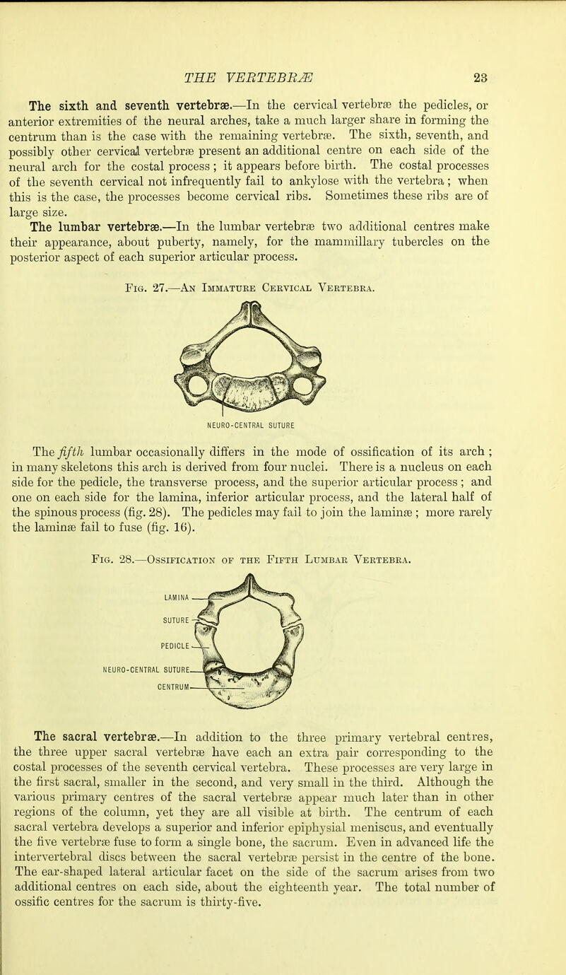 The sixth and seventh vertebrae.—In the cervical vertebrje the pedicles, or anterior extremities of the neural arches, take a much larger share in forming the centrum than is the case with the remaining vertebrfe. The sixth, seventh, and possibly other cervicai vertebrfe present an additional centre on each side of the neural arch for the costal process; it appears before birth. The costal processes of the seventh cervical not infrequently fail to ankylose with the vertebra; when this is the case, the processes become cervical ribs. Sometimes these ribs are of large size. The lumbar vertebrae.—In the lumbar vertebrae two additional centres make their appearance, about puberty, namely, for the mammillary tubercles on the posterior aspect of each superior articular process. Fig. 27.—An Immature Cervical Vertebra. NEURO-CENTRAL SUTURE The fifth lumbar occasionally differs in the mode of ossification of its arch ; in many skeletons this arch is derived from four nuclei. There is a nucleus on each side for the pedicle, the transverse process, and the superior articular process ; and one on each side for the lamina, inferior articular process, and the lateral half of the spinous process (fig. 28). The pedicles may fail to join the laminfe ; more rarely the laminfe fail to fuse (fig. 16). Fig. 28.—Ossification of the Fifth Lumbar Vertebra. LAMINA SUTURE PEDICLE NEURO-CENTRAL SUTURE CENTRUM The sacral vertebrae.—In addition to the three primary vertebral centres, the three upper sacral vertebrte have each an extra pair corresponding to the costal processes of the seventh cervical vertebra. These processes are very large in the first sacral, smaller in the second, and very small in the third. Although the various primary centres of the sacral vertebra appear much later than in other regions of the column, yet they are all visible at birth. The centrum of each sacral vertebra develops a superior and inferior epiphysial meniscus, and eventually the five vertebras fuse to form a single bone, the sacrum. Even in advanced life the intervertebral discs between the sacral vertebrfe persist in the centre of the bone. The ear-shaped lateral articular facet on the side of the sacrum arises from two additional centres on each side, about the eighteenth year. The total number of ossific centres for the sacrum is thirty-five.