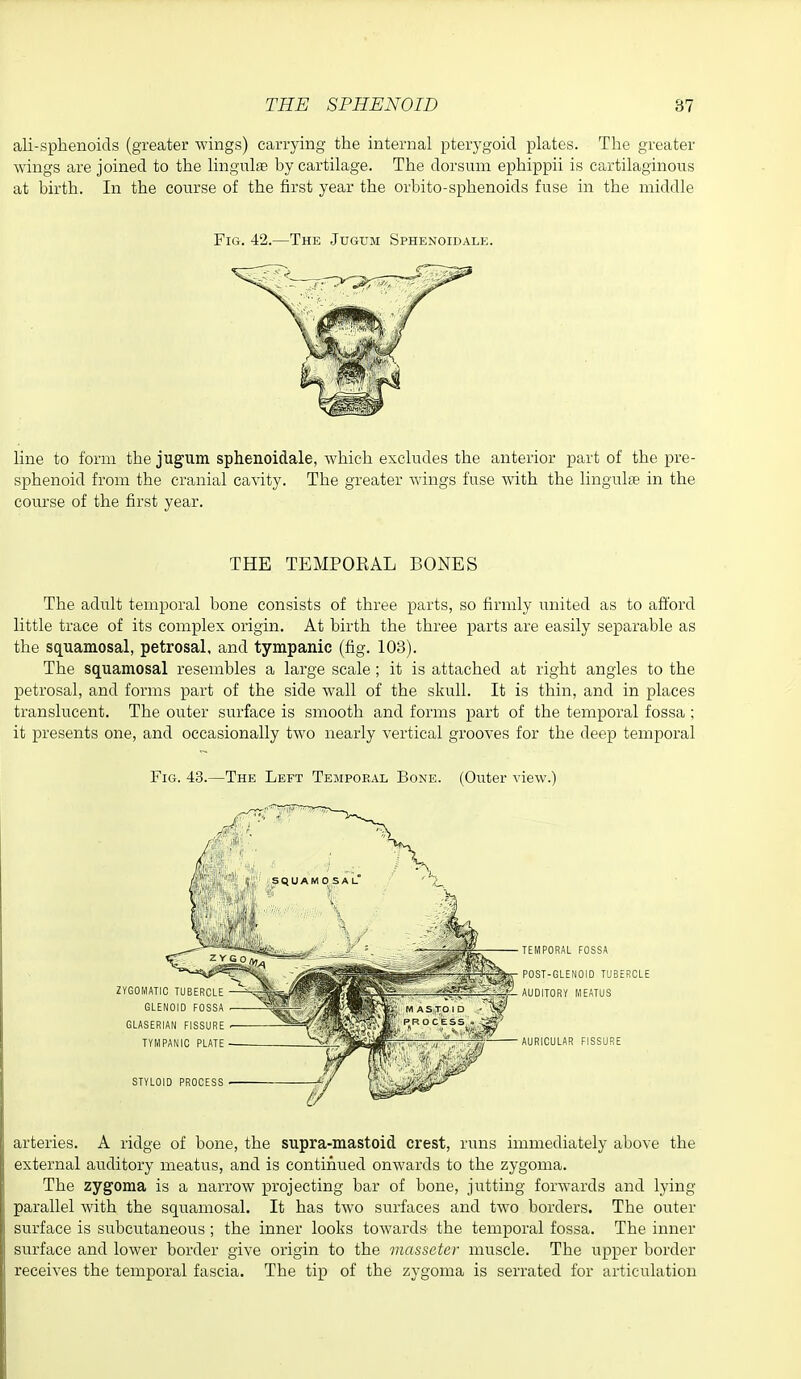 ali-sphenoids (greater wings) carrying the internal pterygoid plates. The greater wings are joined to the lingulas by cartilage. The dorsum ephippii is cartilaginous at birth. In the course of the first year the orbito-sphenoids fuse in the middle Fig. 42.—The Jugum Sphenoidale. line to form the jugum sphenoidale, which excludes the anterior part of the pre- sphenoid from the cranial cavity. The greater wings fuse with the lingulte in the course of the first year. THE TEMPORAL BONES The adult temporal bone consists of three parts, so firmly united as to afford little trace of its complex origin. At birth the three parts are easily separable as the squamosal, petrosal, and tympanic (fig. 103). The squamosal resembles a large scale; it is attached at right angles to the petrosal, and forms part of the side wall of the skull. It is thin, and in places translucent. The outer surface is smooth and forms part of the temporal fossa ; it presents one, and occasionally two nearly vertical grooves for the deep temporal Fig. 43.—The Left Tempoeal Bone. (Outer view.) arteries. A ridge of bone, the supra-mastoid crest, runs immediately above the external auditory meatus, and is continued onwards to the zygoma. The zygoma is a narrow projecting bar of bone, jutting forwards and lying parallel with the squamosal. It has two surfaces and two borders. The outer surface is subcutaneous ; the inner looks towards the temporal fossa. The inner surface and lower border give origin to the masscter muscle. The upper border receives the temporal fascia. The tip of the zygoma is serrated for articulation