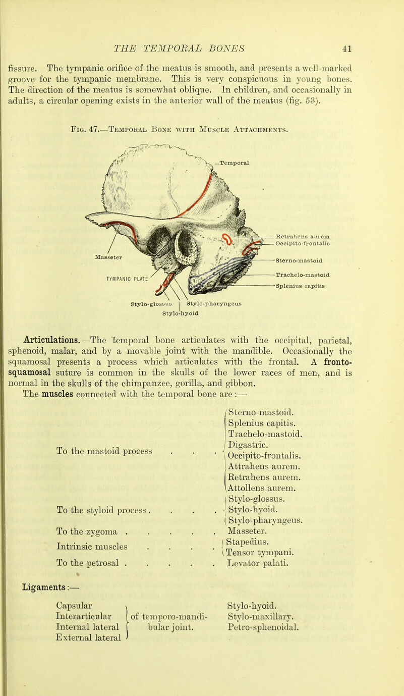 fissure. The tympanic orifice of the meatus is smooth, and presents aM'ell-marked groove for the tympanic membrane. This is very conspicuous in young bones. The direction of the meatus is somewhat oblique. In children, and occasionally in adults, a circular opening exists in the anterior wall of the meatus (fig. 53). Fig. 47.—Tempokal Bone with Muscle Attachments. Stylo-glOESUs I Stylo-pliaryiigeus Stylo-liyoid Articulations.—The temporal bone articulates with the occipital, parietal, sphenoid, malar, and by a movable joint with the mandible. Occasionally the squamosal presents a process which articulates with the frontal. A fronto- squamosal suture is common in the skulls of the lower races of men, and is normal in the skulls of the chimpanzee, gorilla, and gibbon. The muscles connected with the temporal bone are:— / Sterno-mastoid. Splenius capitis. Trachelo-mastoid. Digastric. Occipito-frontalis. Attrahens aureni. Retrahens aurem. .AttoUens aurem. I Stylo-giossus. : Stylo-hyoid. [ Stylo-pharyngeus. Masseter. Stapedius. Tensor tympani. Levator palati. To the mastoid process To the styloid process To the zygoma . Intrinsic muscles To the petrosal . Ligaments:— Capsular Interarticular Internal lateral External lateral of teniporo-mandi- bular joint. Stylo-hyoid. Stylo-maxillary. Petro-spheuoidal.