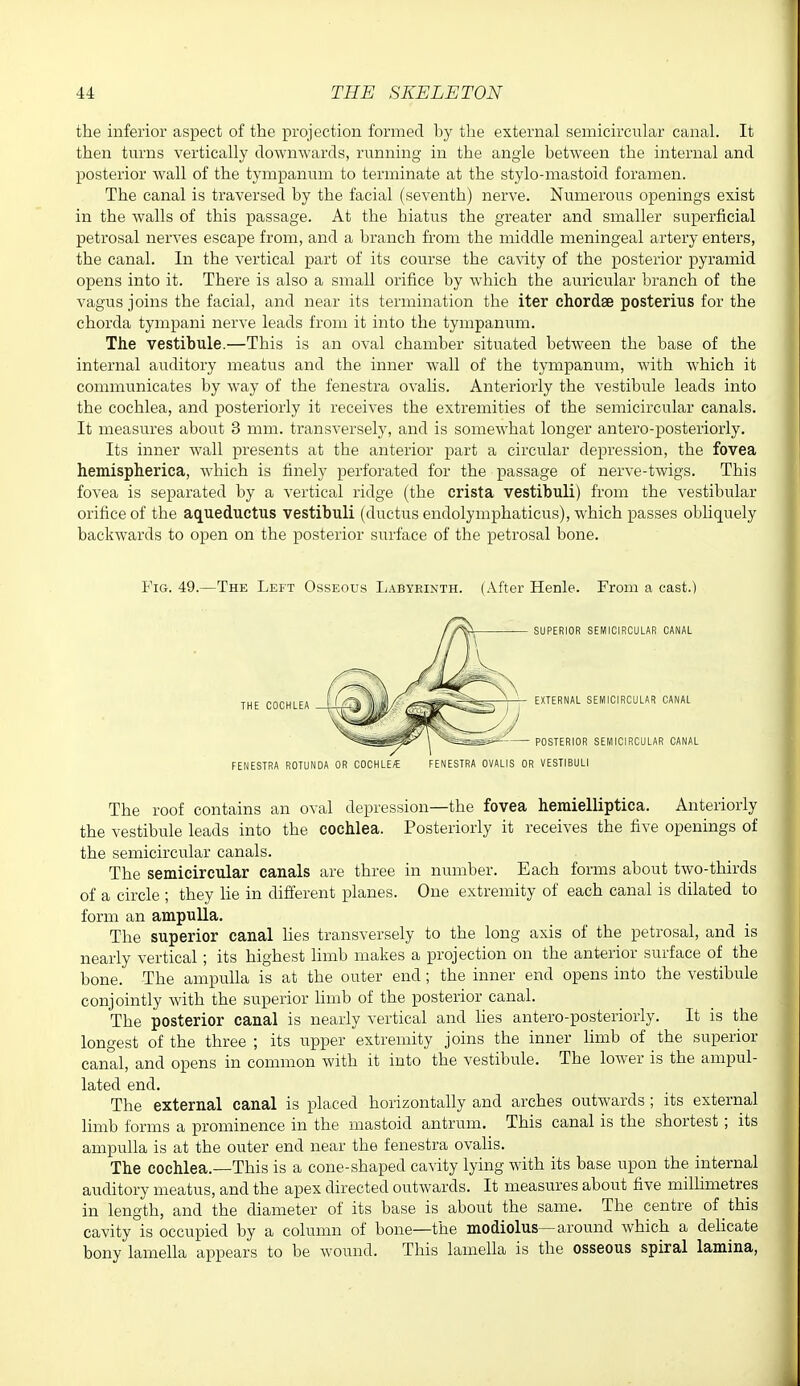 the inferior aspect of the projection formed by the external semicircular canal. It then turns vertically downwards, nmning in the angle between the internal and posterior Avail of the tympanum to terminate at the stylo-mastoid foramen. The canal is traversed by the facial (seventh) nerve. Numerous openings exist in the walls of this passage. At the hiatus the greater and smaller superficial petrosal nerves escape from, and a branch from the middle meningeal artery enters, the canal. In the vertical part of its course the cavity of the posterior pyramid opens into it. There is also a small orifice by which the auricular branch of the vagus joins the facial, and near its termination the iter chordse posterius for the chorda tympani nerve leads from it into the tympanum. The vestibule.—This is an oval chamber situated between the base of the internal auditory meatus and the inner wall of the tympanum, with Avhich it communicates by way of the fenestra ovalis. Anteriorly the vestibule leads into the cochlea, and posteriorly it receives the extremities of the semicircular canals. It measures about 3 mm. transversely, and is somewhat longer antero-posteriorly. Its inner wall presents at the anterior part a circular depression, the fovea hemispherica, which is finely perforated for the passage of nerve-twigs. This fovea is separated by a vertical ridge (the crista vestibuli) from the vestibular orifice of the aqueductus vestibuli (ductus endolymphaticus), which passes obliquely backwards to open on the posterior surface of the petrosal bone. Fig. 49.—The Left Osseous Labyrinth. (After Henle. From a cast.) SUPERIOR SEMICIRCULAR CANAL EXTERNAL SEMICIRCULAR CANAL POSTERIOR SEMICIRCULAR CANAL FENESTRA ROTUNDA OR COCHLE/E FENESTRA OVALIS OR VESTIBULI The roof contains an oval depression—the fovea hemielliptica. Anteriorly the vestibule leads into the cochlea. Posteriorly it receives the five openings of the semicircular canals. The semicircular canals are three in nimiber. Each forms about two-thirds of a circle ; they he in different planes. One extremity of each canal is dilated to form an ampuUa. The superior canal lies transversely to the long axis of the petrosal, and is nearly vertical; its highest limb makes a projection on the anterior surface of the bone. The ampulla is at the outer end; the inner end opens into the vestibule conjointly Avith the superior limb of the posterior canal. The posterior canal is nearly vertical and Ues antero-posteriorly. It is the longest of the three ; its upper extremity joins the inner limb of the superior canal, and opens in common with it into the vestibule. The loAver is the ampul- lated end. The external canal is placed horizontally and arches outwards; its external limb forms a prominence in the mastoid antrum. This canal is the shortest ; its ampulla is at the outer end near the fenestra ovalis. The cochlea.—This is a cone-shaped cavity lying with its base upon the internal auditory meatus, and the apex directed outAvards. It measures about five millimetres in length, and the diameter of its base is about the same. The centre of this cavity is occupied by a column of bone—the modiolus—around Avhich a dehcate bony lamella appears to be Avound. This lamella is the osseous spiral lamina,