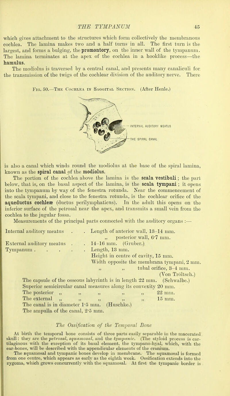 which gives attachment to the structures which form collectively the membranous cochlea. The lamina makes two and a half turns in all. The first turn is the largest, and forms a bulging, the promontory, on the inner wall of the tympanum. The lamina terminates at the apex of the cochlea in a hooklike process—the hamulus. The modiolus is traversed by a central canal, and presents many canaliculi for the transmission of the twigs of the cochlear division of the auditory nerve. There Fig. 50.—The Cochlea in Saggital Section. (After Henle.) :y meatus is also a canal which winds round the modiolus at the base of the spiral lamina, known as the spiral canal ^f the modiolus. The portion of the cochlea above the lamina is the scala vestibali; the part below, that is, on the basal aspect of the lamina, is the scala tympani ; it opens into the tympanum by way of the fenestra rotunda. Near the commencement of the scala tympani, and close to the fenestra rotunda, is the cochlear orifice of the aqueductus cochleae (ductus perilymphaticns). In the adult this opens on the inferior surface of the petrosal near the apex, and transmits a small vein from the cochlea to the jugular fossa. Measurements of the principal parts connected with the auditory organs :— Internal auditory meatus . . Length of anterior wall, 13-14 mm. ,, posterior wall, G'7 mm. External auditory meatus . . 14-16 mm. (Gruber.) Tympanum Length, 13 mm. Height in centre of cavity, 15 mm. Width opposite the membrana tympani, 2 mm. „ ,, tubal orifice, 3-4 mm. (Von Troltsch.) The capsule of the osseous labyrinth is in length 22 mm. (Schwalbe.) Superior semicircular canal measures along its convexity 20 mm. The posterior ,, ,, ,, ,, ,, 22 mm. The external ,, ,, ,, ,, ,, 15 mm. The canal is in diameter 1'5 mm. (Huschke.) The ampulla of the canal, 2*5 mm. The Ossification of the Temporal Bone At birth the temporal bone consists of three parts easily separable in the macerated skull: they are the jje^rosaZ, squamosal, and the tympanic. (The styloid process is car- tilaginous with the exception of its basal element, the tj'mpano-hyal, which, with the ear-bones, will be described with the appendicular elements of the cranium. The squamosal and tympanic bones develop in membrane. The squamosal is formed from one centre, which appears as early as the eighth week. Ossification extends into the zygoma, wliich grows concurrently with the sqiiamosal. At first the tympanic border is