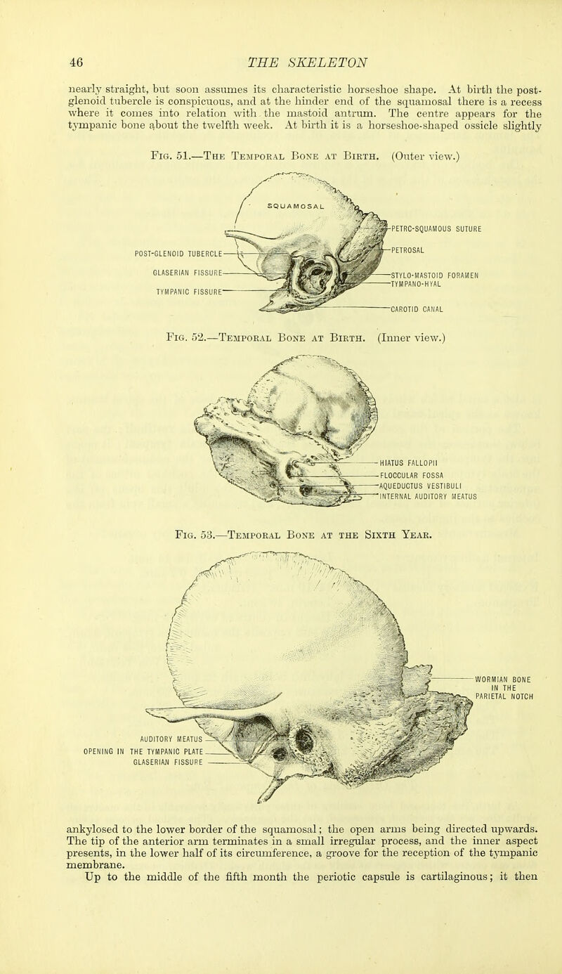 nearly straight, but soon assumes its characteristic horseshoe shape. At birth the post- glenoid tubercle is conspicuous, and at the hinder end of the squamosal there is a recess where it conies into relation with. the mastoid antrum. The centre appears for the tj'mpanic bone about the twelfth week. At birth it is a horseshoe-shaped ossicle slightly Fig. 51.—The Temporal Bone at Birth. (Outer view.) POST-GLENOID TUBERCLE GLASERIAN FISSURE- TYMPANIC FISSURE- SUTURE FORAMEN Fig. 52.—Temporal Bone at Birth. (Inner view.) HIATUS FALLOPII •FLOCCULAR FOSSA ■AQUEDUCTUS VESTIBULI 'INTERNAL AUDITORY MEATUS Fig. 53.—Temporal Bone at the Sixth Year. ankylosed to the lower border of the squamosal; the open arms being directed upwards. The tip of the anterior arm terminates in a small irregular process, and the inner aspect presents, in the lower half of its circumference, a groove for the reception of the tympanic membrane. Up to the middle of the fifth month the periotic capsule is cartilaginous; it then