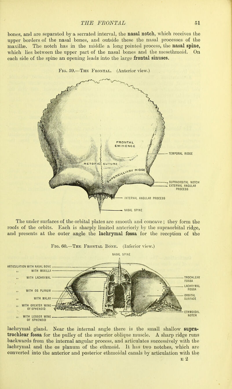 bones, and are separated by a serrated interval, the nasal notch, which receives the upper borders of the nasal bones, and outside these the nasal processes of the maxillge. The notch has in the middle a long pointed process, the nasal spine, which lies between the upper part of the nasal bones and the mesethmoid. On each side of the spine an opening leads into the large frontal sinuses. Fig. 59.—The Frontal. (Anterior view.) -TEMPORAL RIDGE SUPRAORBITAL NOTCH EXTERNAL ANGULAR PROCESS The under surfaces of the orbital plates are smooth and concave ; they form the roofs of the orbits. Each is sharply limited anteriorly by the supraorbital ridge, and presents at the outer angle the lachrymal fossa for the reception of the Fig. 60.—The Frontal Bone. (Inferior view.) NASAL SPINE LATIONWITH NASAL BONE WITH MAXILLA WITH LACHRYMAL WITH OS PLANU WITH MALAR WITH LESSER WING OF SPHENOID WITH GREATER WING i'Jff^J^^^. OF SPHENOID xEisSli! ETHMOIDAL NOTCH lachrymal gland. Near the internal angle there is the small shallow supra- trochlear fossa for the pulley of the superior oblique muscle. A sharp ridge runs backwards from the internal angular process, and articulates successively with the lachrymal and the os planum of the ethmoid. It has two notches, which are converted into the anterior and posterior ethmoidal canals by articulation with the E 2