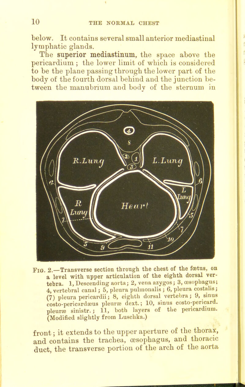 below. It contains several small anterior mediastinal lymphatic glands. The superior mediastinum, the space above the pericardium ; the lower limit of which is considered to be the plane passing through the lower part of the body of the fourth dorsal behind and the junction be- tween the manubrium and body of the sternum in Fig. 2.—Transverse section through the chest of the foetus, on a level with upper articulation of the eighth dorsal ver- tebra. 1, Descending aoi ta; 2, vena azygos; 3, ojsophagus; 4, vertebral canal; 5, pleura pulmonalis ; 6, pleura costalis; (7) pleura pericardii; 8, eightli dorsal vertebra; 9, sinus costo-pericardajus pleural dext.; 10, sinus costo-pericard. pleurre sinistr.; 11, both layers of the pericardium. (Modified slightly from Luscbka.) front; it extends to the upper aperture of the thorax, and contains the trachea, oesophagus, and thoracic duct, the transverse portion of the arch of the aorta