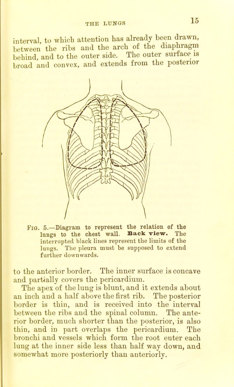 THE LUNGS interval, to which attention has already been drawn, between the ribs and the arch of the diaphragm behind, and to the outer side. The outer surface is broad and convex, and extends from the posterior Fig. 5.—Diagram to represent the relation of the lungs to the chest wall. Back view. The interrupted black lines represent the limits of the lungs. The pleura must be supposed to extend further downwards. to the anterior border. The inner surface is concave and partially covers the pericardium. The apex of the lung is blunt, and it extends about an inch and a half above the first rib. The posterior border is thin, and is received into the interval between the ribs and the spinal column. The ante- rior border, much shorter than the posterior, is also thin, and in -part overlaps the pericardium. The bronchi and vessels which form the root enter each lung at the inner side less than half way down, and somewhat more posteriorly than anteriorly.