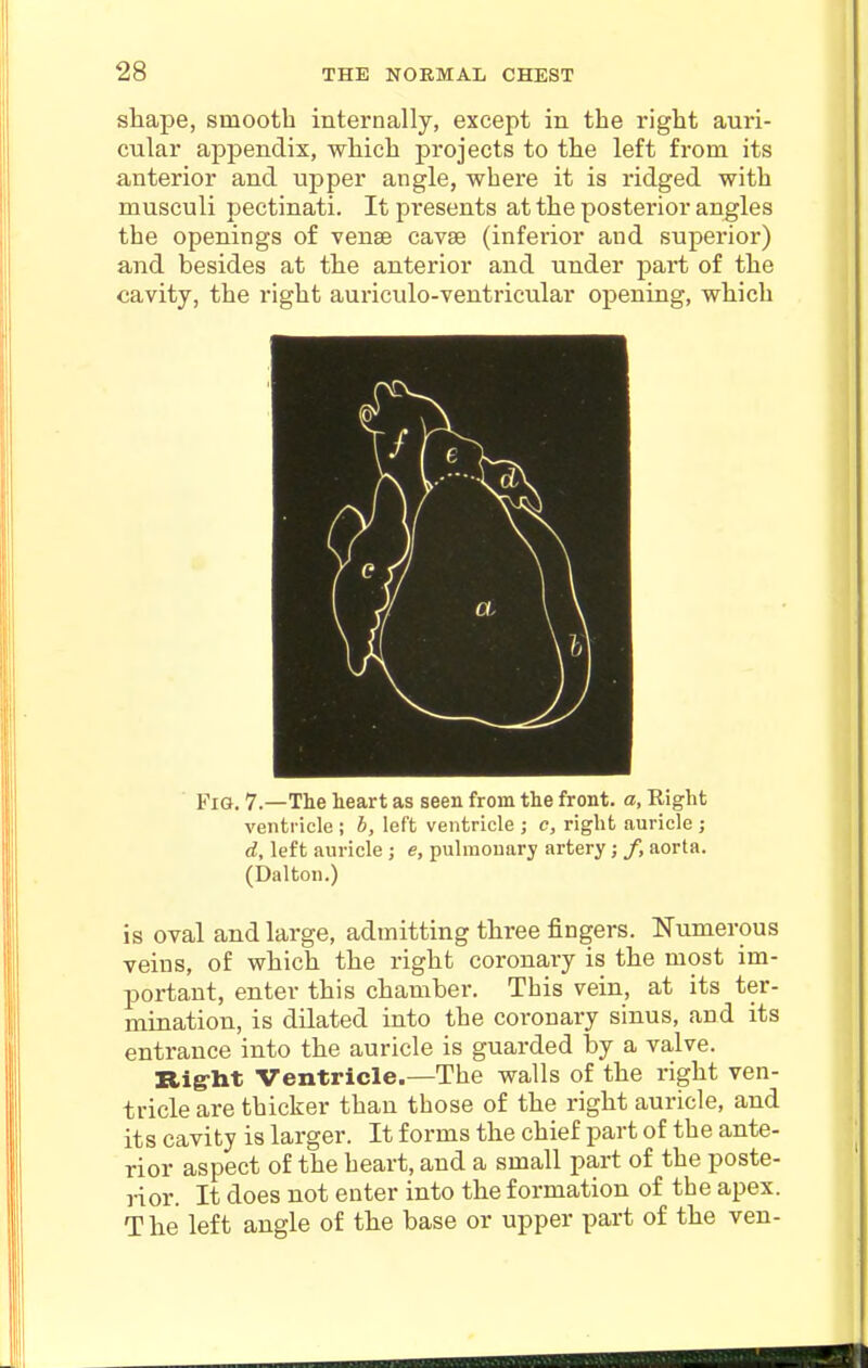 shape, smooth internally, except in the right auri- cular appendix, which projects to the left from its anterior and upper angle, where it is ridged with musculi pectinati. It presents at the posterior angles the openings of vense cavse (inferior and superior) and besides at the anterior and under part of the cavity, the right auriculo-ventricular opening, which Fig. 7.—The heart as seen from the front, a. Right ventricle ; h, left ventricle ; c, right auricle ; rf, left auricle ; e, pulmonary artery ; /, aorta. (Dalton.) is oval and large, admitting three fingers. Numerous veins, of which the right coronary is the most im- portant, enter this chamber. This vein, at its ter- mination, is dilated into the coronary sinus, and its entrance into the auricle is guarded by a valve. Rig-ht Ventricle.—The walls of the right ven- tricle are thicker than those of the right auricle, and its cavity is larger. It forms the chief part of the ante- rior aspect of the heart, and a small part of the poste- rior. It does not enter into the formation of the apex. The left angle of the base or upper part of the ven-