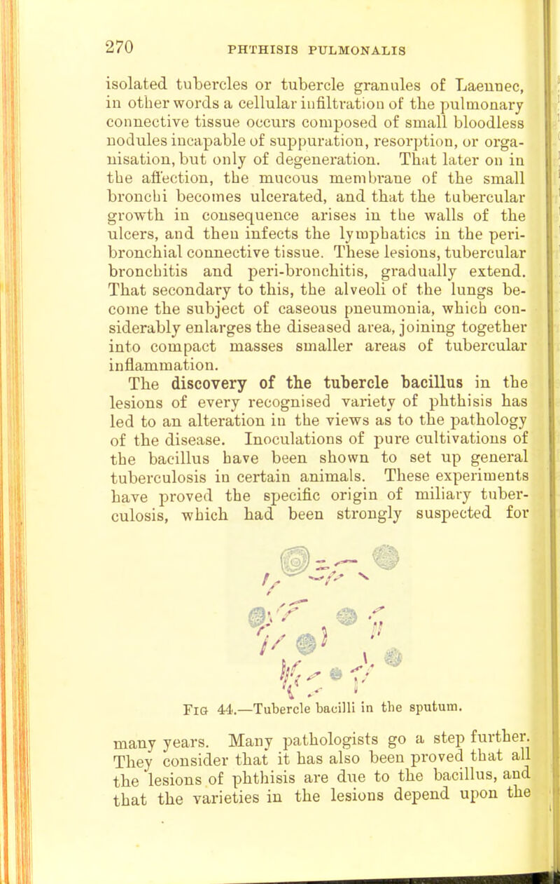 isolated tubercles or tubercle granules of Laeunec, in other words a cellular infiltration of the pulmonary connective tissue occurs composed of small bloodless nodules incapable of suppuration, i-esorption, or orga- nisation, but only of degeneration. Th.it later on in the aft'ection, the mucous membrane of the small bronchi becomes ulcerated, and that the tubercular growth in consequence arises in tlie walls of the ulcers, and then infects the lymphatics in the peri- bronchial connective tissue. These lesions, tubercular bronchitis and peri-bronchitis, gradually extend. That secondary to this, the alveoli of the lungs be- come the subject of caseous pneumonia, which con- siderably enlarges the diseased area, joining together into compact masses smaller areas of tubercular inflammation. The discovery of the tubercle bacillus in the lesions of every recognised variety of phthisis has led to an alteration in the views as to the pathology of the disease. Inoculations of j^ure cultivations of the bacillus have been shown to set up general tuberculosis in certain animals. These experiments have proved the specific origin of miliary tuber- culosis, which had been strongly suspected for Fig 44.—Tubercle bacilli in the sputum. many years. Many pathologists go a step further. They consider that it has also been proved that all the lesions of phthisis are due to the bacillus, and that the varieties in the lesions depend upon the