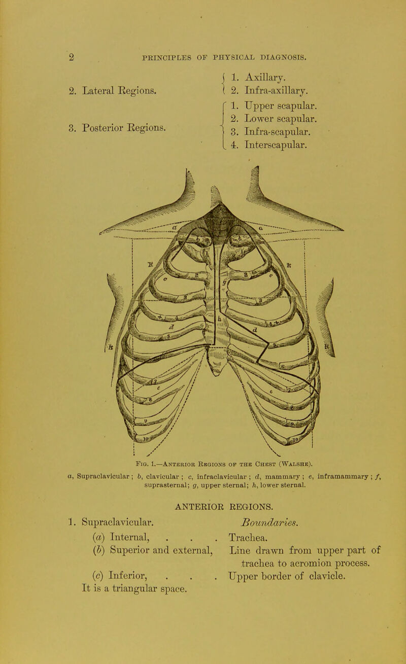 2. Lateral Regions. 3. Posterior Regions. 1. Axillary. 2. Infra-axillary. 1. Upper scapular. 2. Lower scapular. 3. Infra-scapular. ^ 4. Interscapular. Fig. 1.—Anterior Regions of thb Chest (Wai.shb). a, Supraclavicular; 6, clavicular ; c, infraclavicular ; d, mammary ; e, inframammary suprasternal; g, upper sternal; h, lower sternal. ANTERIOR REGIONS. ]. Supraclavicular. (a) Internal, (h) Superior and external, (c) Inferior, It is a triangular space. Boundaries. Trachea. Line drawn from uppei- part trachea to acromion process. Upper border of clavicle.