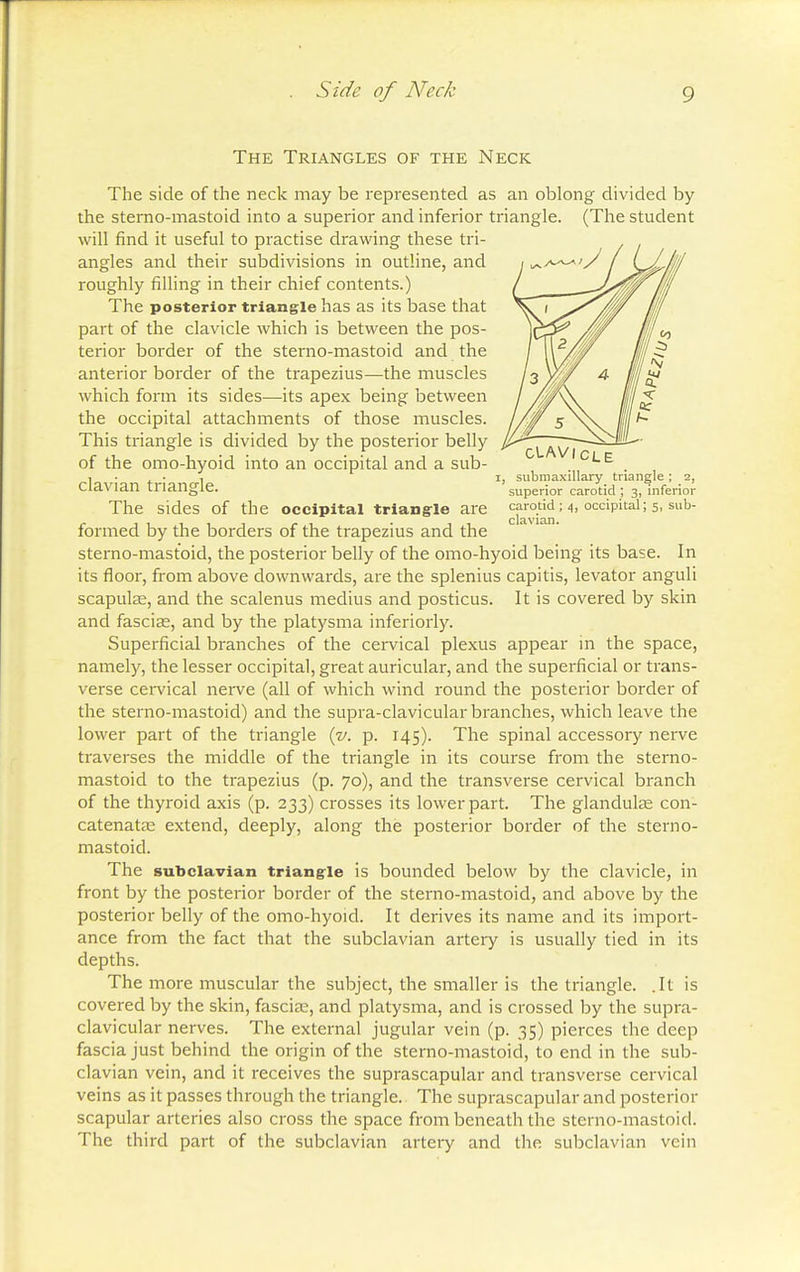 The Triangles of the Neck clavicle submaxillary triangle ; 2, superior carotid ; 3, inferior carotid ; 4, occipital; 5, sub- clavian. The side of the neck may be represented as an oblong divided by the sterno-mastoid into a superior and inferior triangle. (The student will find it useful to practise drawing these tri- angles and their subdivisions in outline, and roughly filling in their chief contents.) The posterior triangle has as its base that part of the clavicle which is between the pos- terior border of the sterno-mastoid and the anterior border of the trapezius—the muscles which form its sides—its apex being between the occipital attachments of those muscles. This triangle is divided by the posterior belly of the omo-hyoid into an occipital and a sub- clavian triangle. The sides of the occipital triangle are formed by the borders of the trapezius and the sterno-mastoid, the posterior belly of the omo-hyoid being its base. In its floor, from above downwards, are the splenius capitis, levator anguli scapulas, and the scalenus medius and posticus. It is covered by skin and fascias, and by the platysma inferiorly. Superficial branches of the cervical plexus appear in the space, namely, the lesser occipital, great auricular, and the superficial or trans- verse cervical nerve (all of which wind round the posterior border of the sterno-mastoid) and the supra-clavicular branches, which leave the lower part of the triangle (v. p. 145). The spinal accessory nerve traverses the middle of the triangle in its course from the sterno- mastoid to the trapezius (p. 70), and the transverse cervical branch of the thyroid axis (p. 233) crosses its lower part. The glandulae con- catenatas extend, deeply, along the posterior border of the sterno- mastoid. The subclavian triangle is bounded below by the clavicle, in front by the posterior border of the sterno-mastoid, and above by the posterior belly of the omo-hyoid. It derives its name and its import- ance from the fact that the subclavian artery is usually tied in its depths. The more muscular the subject, the smaller is the triangle. .It is covered by the skin, fascia;, and platysma, and is crossed by the supra- clavicular nerves. The external jugular vein (p. 35) pierces the deep fascia just behind the origin of the sterno-mastoid, to end in the sub- clavian vein, and it receives the suprascapular and transverse cervical veins as it passes through the triangle. The suprascapular and posterior scapular arteries also cross the space from beneath the sterno-mastoid. The third part of the subclavian artery and the subclavian vein