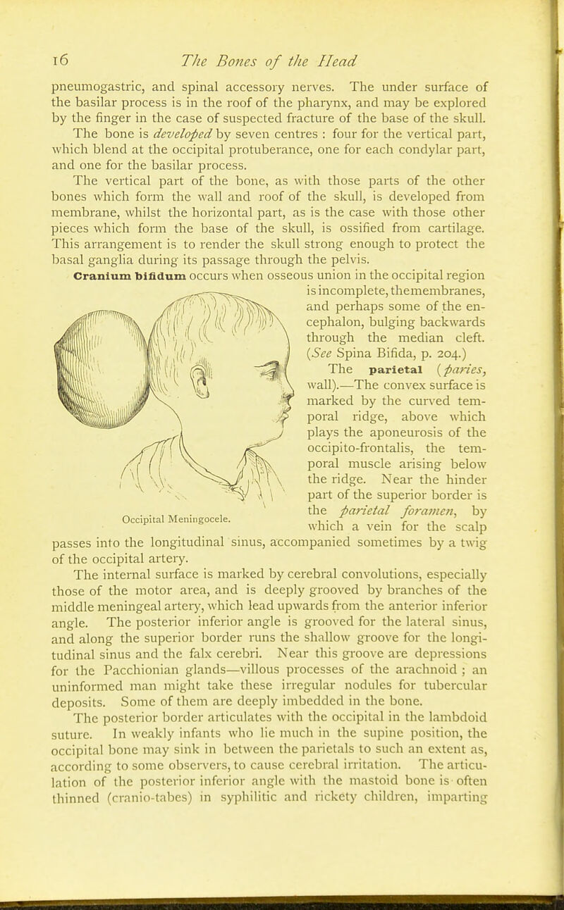 pneumogastric, and spinal accessory nerves. The under surface of the basilar process is in the roof of the pharynx, and may be explored by the finger in the case of suspected fracture of the base of the skull. The bone is developed by seven centres : four for the vertical part, which blend at the occipital protuberance, one for each condylar part, and one for the basilar process. The vertical part of the bone, as with those parts of the other bones which form the wall and roof of the skull, is developed from membrane, whilst the horizontal part, as is the case with those other pieces which form the base of the skull, is ossified from cartilage. This arrangement is to render the skull strong enough to protect the basal ganglia during its passage through the pelvis. Cranium bifidum occurs when osseous union in the occipital region passes into the longitudinal sinus, accompanied sometimes by a tw ig of the occipital artery. The internal surface is marked by cerebral convolutions, especially those of the motor area, and is deeply grooved by branches of the middle meningeal artery, which lead upwards from the anterior inferior angle. The posterior inferior angle is grooved for the lateral sinus, and along the superior border runs the shallow groove for the longi- tudinal sinus and the falx cerebri. Near this groove are depressions for the Pacchionian glands—villous processes of the arachnoid ; an uninformed man might take these irregular nodules for tubercular deposits. Some of them are deeply imbedded in the bone. The posterior border articulates with the occipital in the lambdoid suture. In weakly infants who lie much in the supine position, the occipital bone may sink in between the parietals to such an extent as, according to some observers, to cause cerebral irritation. The articu- lation of the posterior inferior angle with the mastoid bone is often thinned (cranio-tabes) in syphilitic and rickety children, imparting is incomplete, themembranes, and perhaps some of the en- cephalon, bulging backwards through the median cleft. {See Spina Bifida, p. 204.) Occipital Meningocele. The parietal (paries, wall).—The convex surface is marked by the curved tem- poral ridge, above which plays the aponeurosis of the occipito-frontalis, the tem- poral muscle ai-ising below the ridge. Near the hinder part of the superior border is the parietal forame?i, by which a vein for the scalp