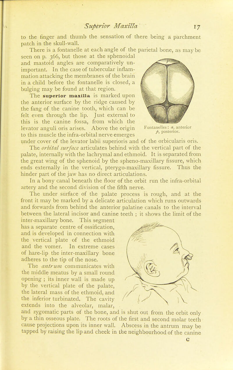 to the finger and thumb the sensation of there being a parchment patch in the skull-wall. There is a fontanelle at each angle of the parietal bone, as may be seen on p. 366, but those at the sphenoidal and mastoid angles are comparatively un- important. In the case of tubercular inflam- mation attacking the membranes of the brain in a child before the fontanelle is closed, a bulging may be found at that region. The superior maxilla is marked upon the anterior surface by the ridge caused by the fang of the canine tooth, which can be felt even through the lip. Just external to this is the canine fossa, from which the levator anguli oris arises. Above the origin to this muscle the infra-orbital nerve emerges under cover of the levator labii superioris and of the orbicularis oris. The orbital surface articulates behind with the vertical part of the palate, internally with the lachrymal and ethmoid. It is separated from the great wing of the sphenoid by the spheno-maxillary fissure, which ends externally in the vertical, pterygo-maxillary fissure. Thus the hinder part of the jaw has no direct articulations. In a bony canal beneath the floor of the orbit run the infra-orbital artery and the second division of the fifth nerve. The under surface of the palate process is rough, and at the front it may be marked by a delicate articulation which runs outwards and forwards from behind the anterior palatine canals to the interval between the lateral incisor and canine teeth ; it shows the limit of the inter-maxillary bone. This segment has a separate centre of ossification, and is developed in connection with the vertical plate of the ethmoid and the vomer. In extreme cases of hare-lip the inter-maxillary bone adheres to the tip of the nose. The antrum communicates with the middle meatus by a small round opening ; its inner wall is made up by the vertical plate of the palate, the lateral mass of the ethmoid, and the inferior turbinated. The cavity extends into the alveolar, malar, and zygomatic parts of the bone, and is shut out from the orbit only by a thin osseous plate. The roots of the first and second molar teeth cause projections upon its inner wall. Abscess in the antrum may be tapped by raising the lip and cheek in the neighbourhood of the canine c Fontanelles: a, anterior posterior.