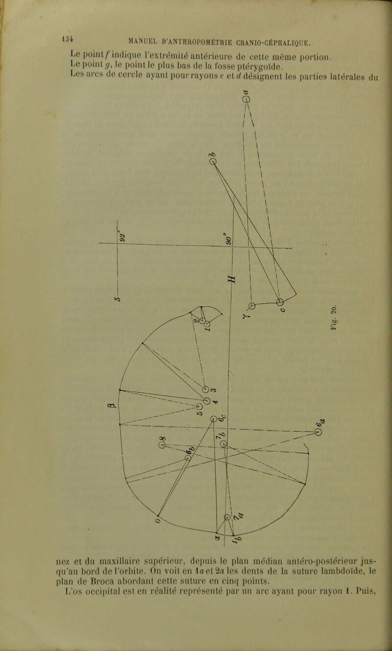 Le point/indique rextrëmilé antérieure de cette même portion. Le pouît g, le point le plus ijas de la fosse ptérygoïde. Les arcs de cercle ayant pour rayons c et désignent les parties latérales du e 0 /\ /' \ / \ nez et du maxillaire supérieur, depuis le plan médian antéro-postériour jus- qu'au bord de l'orbite. On voit en la et 2a les dents de la suture lambdoïde, le plan de Broca abordant cette suture en cinq points. L'os occipital est en réalité représenté par un arc ayant pour rayon 1. Puis,