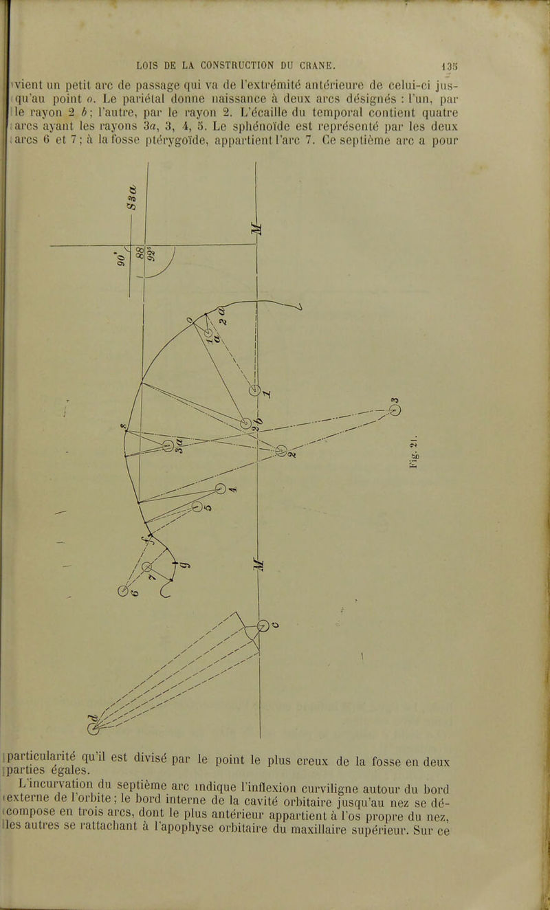 vient un petit arc de passage qui va de l'extrémité antérieure de celui-ci jus- qu'au point 0. Le pariélai donne naissance à deux arcs désignés : l'un, par le rayon 2 b ; l'autre, par le rayon 2. L'écaillé du temporal contient quatre arcs ayant les rayons 3a, 3, 4, 5. Le sphénoïde est représenté par les deux arcs 6 et 7 ; à la fosse ptérygoïde, appartient l'arc 7, Ce septième arc a pour «5 •-.■■0 1 particularité qu'il est divisé par le point le plus creux de la fosse en deux i parties égales. L'incurvation du septième arc indique l'inflexion curviligne autour du bord Iexterne de l'orbite; le bord interne de la cavité orbitaire jusqu'au nez se dé- (compose en trois arcs, dont le plus antérieur appartient à l'os propre du nez, lies autres se rattachant à l'apophyse orbitaire du maxillaire supérieur. Sur ce