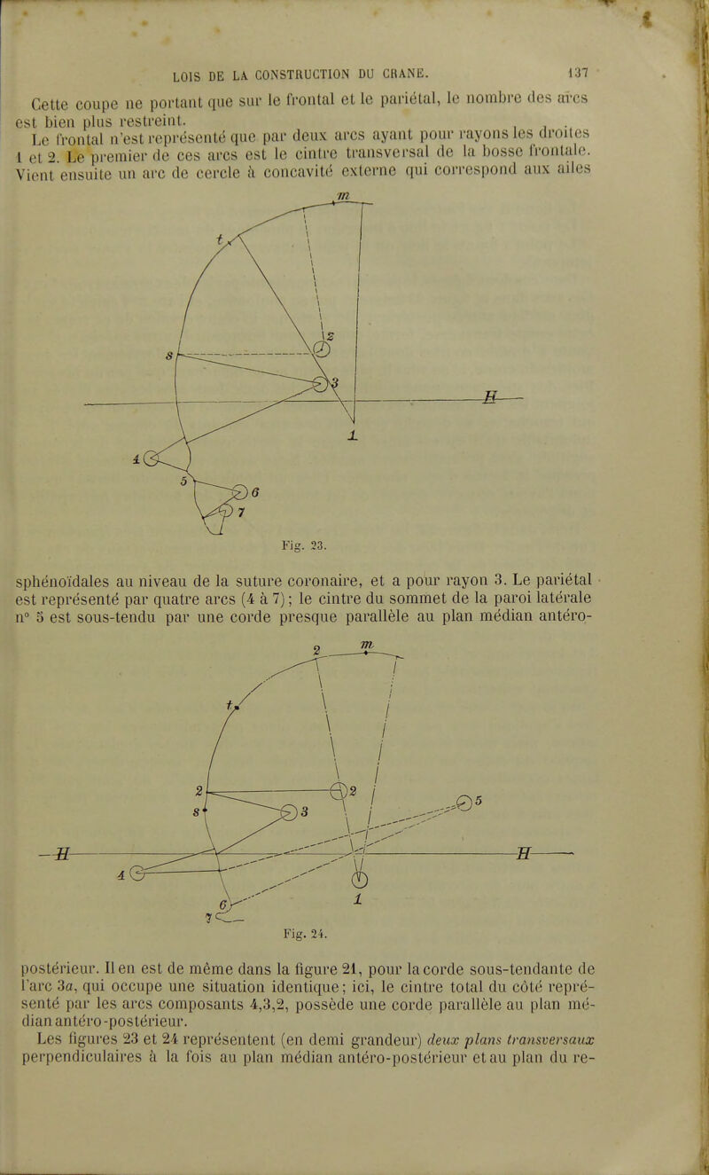 Cette coupe ne portant que sur le frontal et le pariétal, le nombre des arcs est bien plus restreint. Le frontal n'est représenté que par deux arcs ayant pour rayons les droites 1 et 2 Le premier de ces arcs est le cintre transvei-sal de la bosse frontale. Vient ensuite un arc de cercle à concavité externe qui correspond aux ailes -E- Fig. 23. sphénoïdales au niveau de la suture coronaire, et a pour rayon 3. Le pariétal est représenté par quatre arcs (4 à 7) ; le cintre du sommet de la paroi latérale n 5 est sous-tendu par une corde presque parallèle au plan médian antéro- Fig. 24. postérieur. lien est de même dans la figure 21, pour la corde sous-tendante de l'arc 3a, qui occupe une situation identique; ici, le cintre total du côté repré- senté par les arcs composants 4,3,2, possède une corde parallèle au plan mé- dian antéro-postérieur. Les figures 23 et 24 représentent (en demi grandeur) deux plans transversaux perpendiculaires à la fois au plan médian antéro-postérieur et au plan du re-