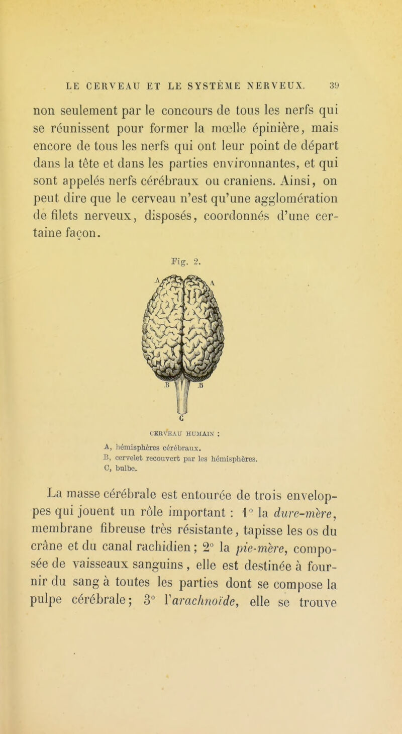 non seulement par le concours de tous les nerfs qui se réunissent pour former la mœlle épinière, mais encore de tous les nerfs qui ont leur point de départ dans la tête et dans les parties environnantes, et qui sont appelés nerfs cérébraux ou crâniens. Ainsi, on peut dire que le cerveau n'est qu'une agglomération de filets nerveux, disposés, coordonnés d'une cer- taine façon. G CERVEAU HUJIAIN : A, liémisphères cérébraux. B, cervelet recouvert par les hémisphères. C, bulbe. La masse cérébrale est entourée de trois envelop- pes qui jouent un rôle important : i la durc-mere, membrane fibreuse très résistante, tapisse les os du crâne et du canal rachidien ; 2^ la pie-mere, compo- sée de vaisseaux sanguins, elle est destinée à four- nir du sang à toutes les parties dont se compose la pulpe cérébrale; 3° Varachnoïde, elle se trouve