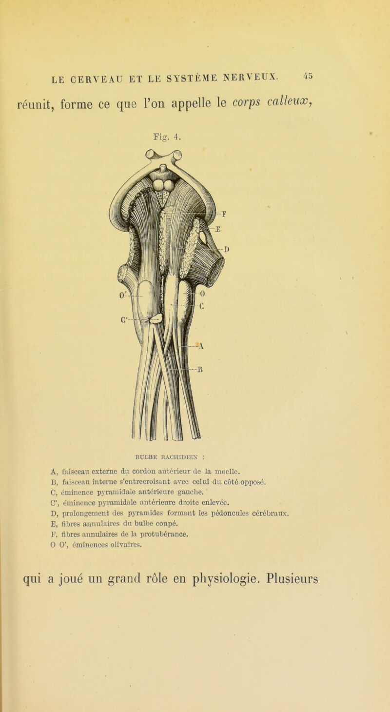 réunit, forme ce quo Ton appelle le corps calleux, Fig. 4. BULBE KACHIDIF.X : A, faisceau externe du cordon antérieur de la moelle. B, faisceau interne s'entrecroisant avec celui du côté opposé. C, éminonce pyramidale antérieure gauche. C, éminence pyramidale antérieure di-oite enlevée. D, prolongement des pyramides fonnant les pédoncules cérébraux. E, fibres annulaires du bulbe coupé. F, fibres annulaires de la protubérance. 0 0', cminences olivaires. qui a joué un grand rôle en physiologie. Plusieurs