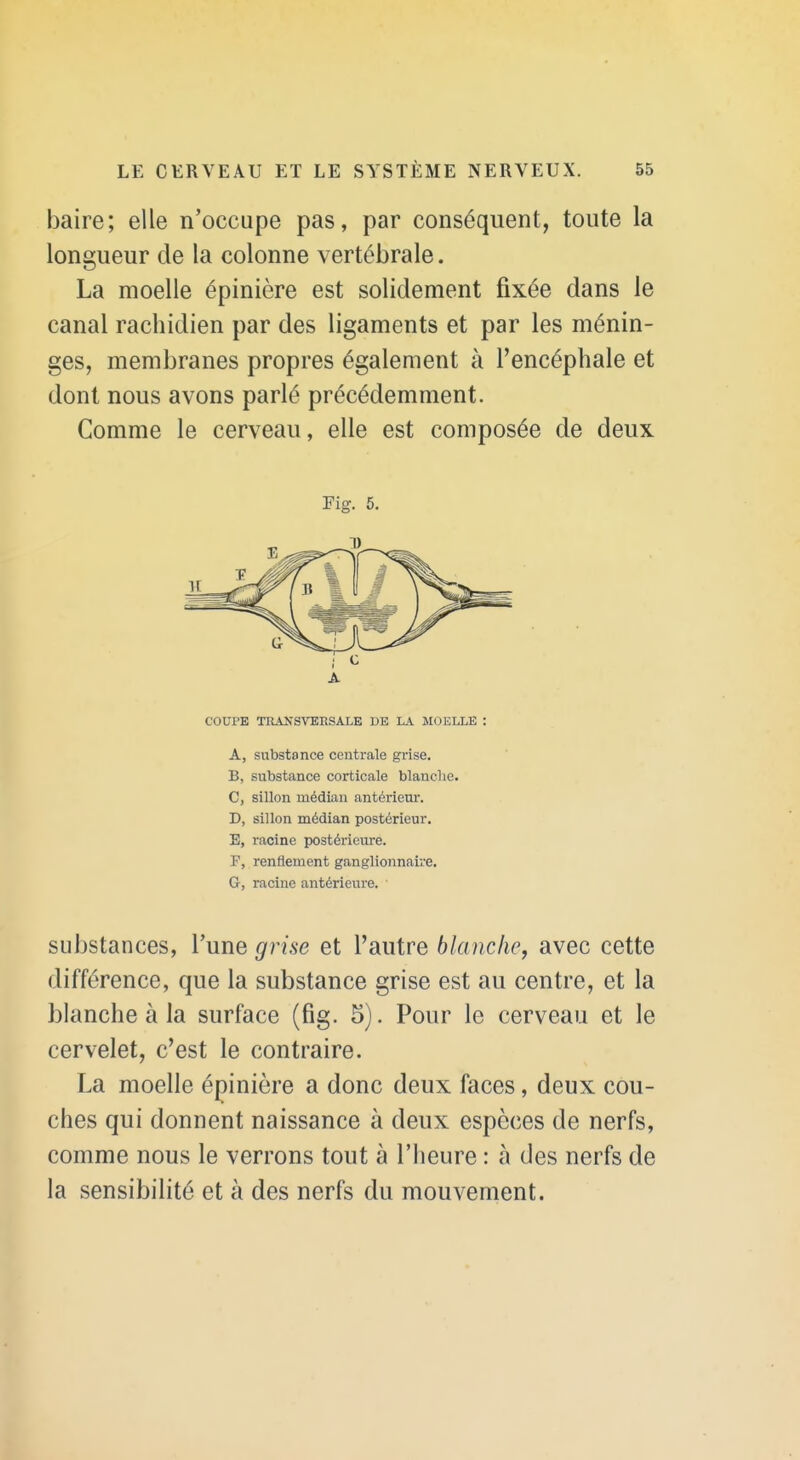 baire; elle n'occupe pas, par conséquent, toute la longueur de la colonne vertébrale. La moelle épinière est solidement fixée dans le canal rachidien par des ligaments et par les ménin- ges, membranes propres également à l'encéphale et dont nous avons parlé précédemment. Comme le cerveau, elle est composée de deux COUPE TRANSVERSALE DE L.\ MOELLE : A, substance centrale grise. B, substance corticale blanche. C, sillon médian antérieur. D, sillon médian postérieur. E, racine postérieure. F, renflement ganglionnaire. G-, racine antérieure. substances, l'une grise et l'autre bkmcliCy avec cette différence, que la substance grise est au centre, et la blanche à la surface (fig. 5). Pour le cerveau et le cervelet, c'est le contraire. La moelle épinière a donc deux faces, deux cou- ches qui donnent naissance à deux espèces de nerfs, comme nous le verrons tout à l'heure : à des nerfs de la sensibilité et à des nerfs du mouvement.
