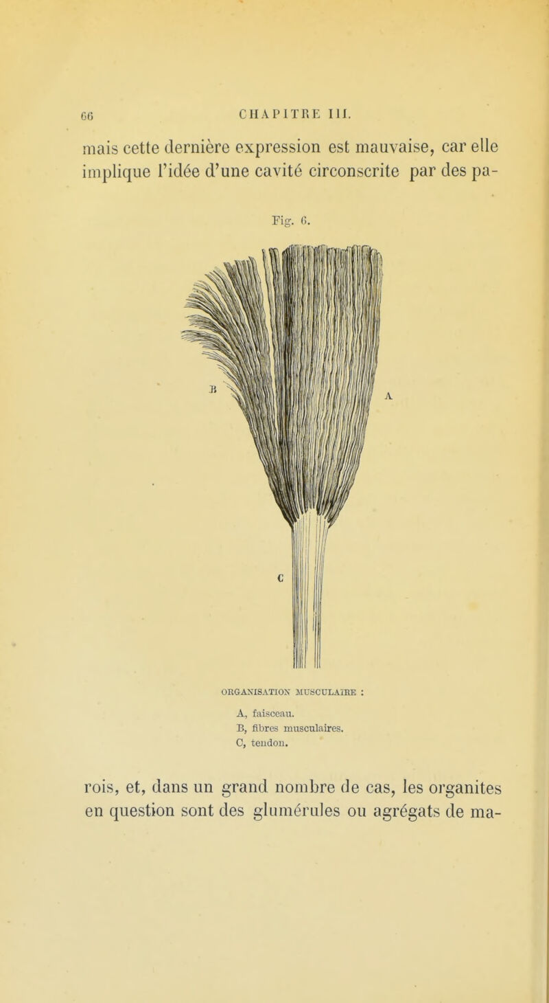 mais cette dernière expression est mauvaise, car elle implique l'idée d'une cavité circonscrite par des pa- Fig. fi. ORGANISATION MUSCULAIRE : A, faisceau. B, fibres musculaires. C, teudon. rois, et, dans un grand nombre de cas, les organites en question sont des glumérules ou agrégats de ma-