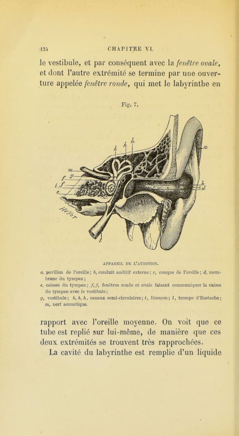 le vestibule, et par conséquent avec la fenêtre ovale, et dont l'autre extrémité se termine par une ouver- ture appelée fenêtre ronde, qui met le labyrinthe en Fig. 7, APPAEEIL DE L'AUDITIOX. a, pavillon de l'oreille ; b, conduit auditif externe ; c, conque de l'oreille ; d, mem- brane du tympan ; e, caissse du tympan ; /, /, fenêtres ronde et ovale faisant communiquer la caisse du tympan avec le vestibule ; ff, vestibule ; /(, h, h, canaux semi-circulaires ; i, limaçon ; l, trompe d'Eustache ; m, nerf acoustique. rapport avec l'oreille moyenne. On voit que ce tube est replié sur lui-même, de manière que ces deux extrémités se trouvent très rapprochées. La cavité du labyrinthe est remplie d'un liquide