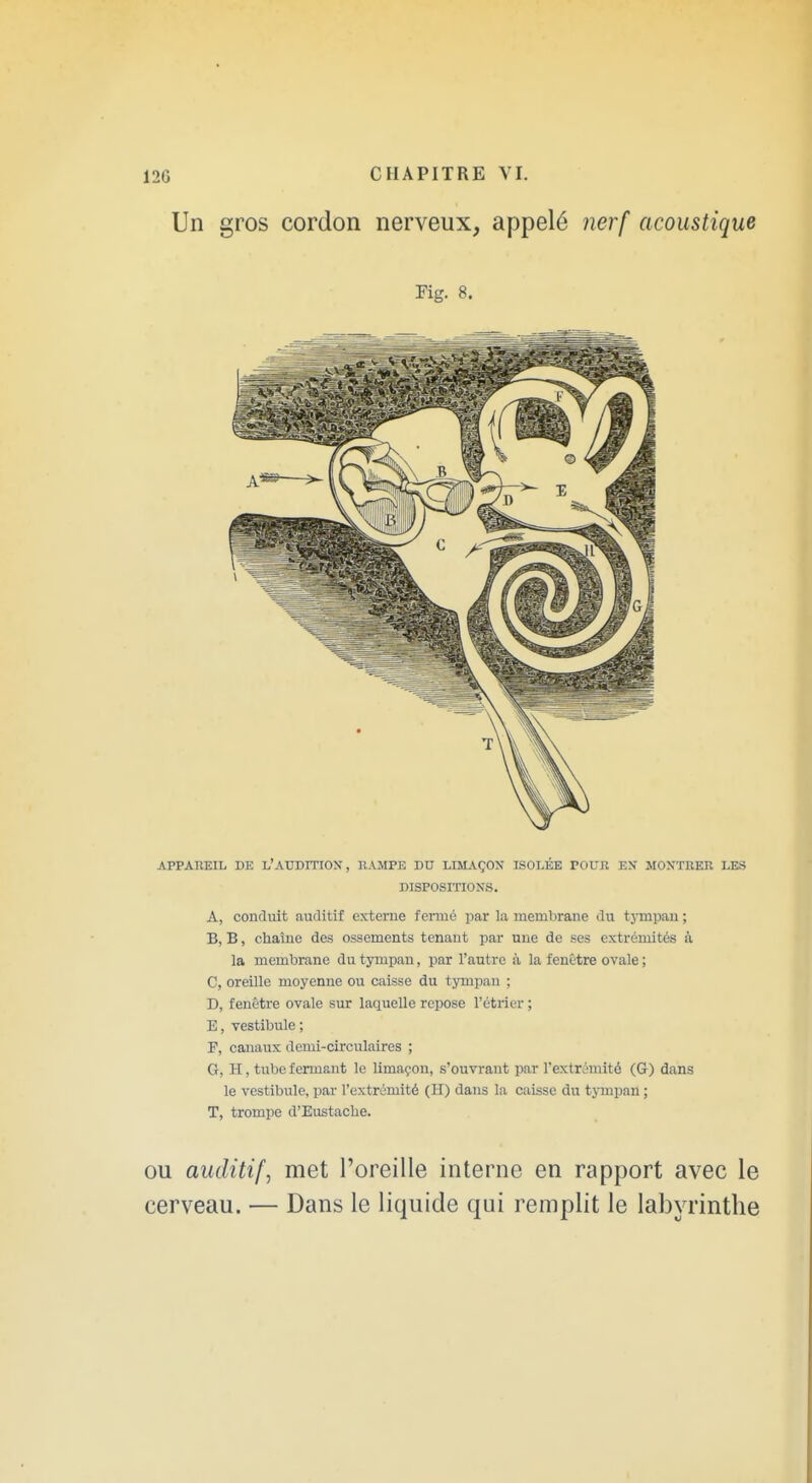 Un gros cordon nerveux, appelé 7ierf acoustique Fig. 8. APPAREIL DE L'AUDITION, RAMPE DU LIMAÇON ISOLÉE POUR EN MONTREE LES DISPOSITIONS, A, conduit auditif externe fenué par la membrane du tjTnpan ; B, B, chaîne des ossements tenant par une de ses extrémités à la membrane du tympan, par l'autre à la fenêtre ovale ; C, oreille moyenne ou caisse du tympan ; D, fenêtre ovale sur laquelle repose l'étrier ; E, vestibule ; r, canaux demi-circulaires ; G, H, tube fermant le limaçon, s'ouvrant par l'extrimité (G) dans le vestibule, par l'extrémité (H) dans la caisse du tjonpan ; T, trompe d'Eustacbe. OU auditif, met l'oreille interne en rapport avec le cerveau. — Dans le liquide qui remplit le labyrinthe