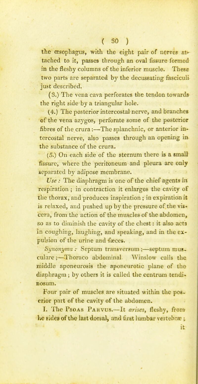 the oesophagus, with the eight pair of nerves at tached to it, passes through an oval fissure formed in the fleshy columns of the inferior muscle. These two part« are separated by the decussating fasciculi just described. (3.) The vena cava perforates the tendon towards the right side by a triangular hole. (4.) The posterior intercostal nerve, and branches of the vena azygos, perforate some of the posterior fibres of the crura:—The splanchnic, or anterior in- tercostal nerve, also passes through an opening in the substance of the crura. (5.) On each side of the sternum there is a small fissure, where the perit-oneum and pleura are only separated by adipose membrane. Use: The diaphragm is one of the chief agents in respiration ; in contraction it enlarges the cavity of the thorax, and produces inspiration; in expiration it is relaxed, and pushed up by the pressure of the vis- cera, from the action of the muscles of the abdomen, so as to diminish the cavity of the chest: it also acta in coughing, laughing, and speaking, and in the ex- pulsion of the urine and fasces. Hynonyma : Septum transversum ;—septum mus, cularc ;—Thoraco abdominal. Winslow calls the middle aponeurosis the aponeurotic plane of the diaphragm ; by others it is called the centrum tendi' nosum. Four pair of muscles are situated within the pos- erior part of the cavity of the abdomen. I. The Psoas Pauvus.—It arises, fleshy, front \vi sides of the last dorsal, and first lumbar vertebra?; it