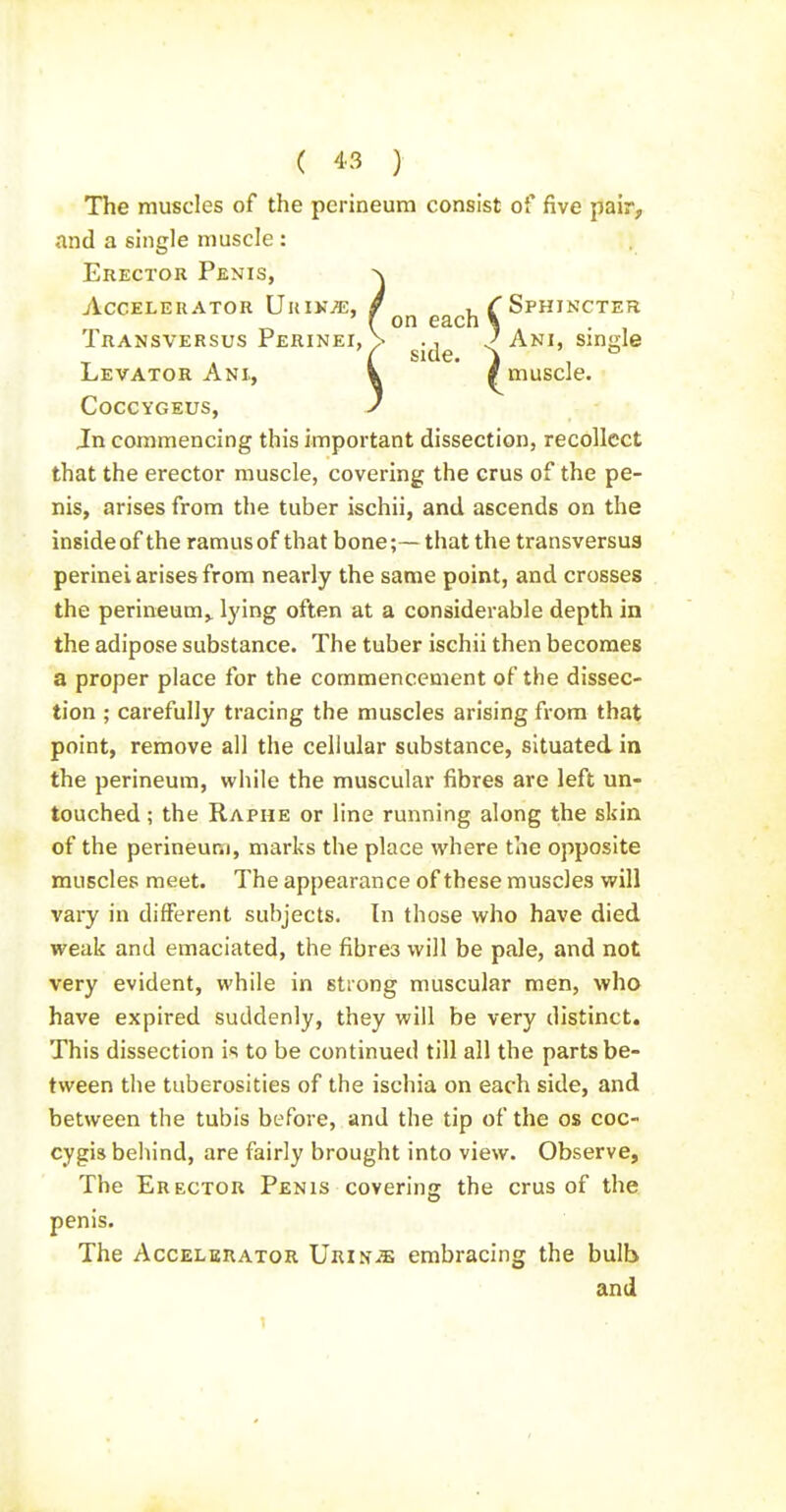 ( ) The muscles of the perineum consist of five pair, and a single muscle : Erector Penis, ^ Accelerator Uhium, / ^ ^^^j^ ^ Sphincter Transversus Perinei,V ^.j^ ^ Ani, single Levator Ani, i ' / muscle. COCCYGEUS, y Jn commencing this important dissection, recollect that the erector muscle, covering the crus of the pe- nis, arises from the tuber ischii, and ascends on the inside of the ramus of that bone;— that the transversua perinei arises from nearly the same point, and crosses the perineum,, lying often at a considerable depth in the adipose substance. The tuber ischii then becomes a proper place for the commencement of the dissec- tion ; carefully tracing the muscles arising from that point, remove all the cellular substance, situated in the perineum, while the muscular fibres are left un- touched ; the Raphe or line running along the skin of the perineum, marks the place where the opposite muscles meet. The appearance of these muscles will vary in different subjects. In those who have died weak and emaciated, the fibres will be pale, and not very evident, while in strong muscular men, who have expired suddenly, they will be very distinct. This dissection is to be continued till all the parts be- tween the tuberosities of the ischia on each side, and between the tubis before, and the tip of the os coc- cygis behind, are fairly brought into view. Observe, The Erector Penis covering the crus of the penis. The Accelerator Urin^e embracing the bulb and