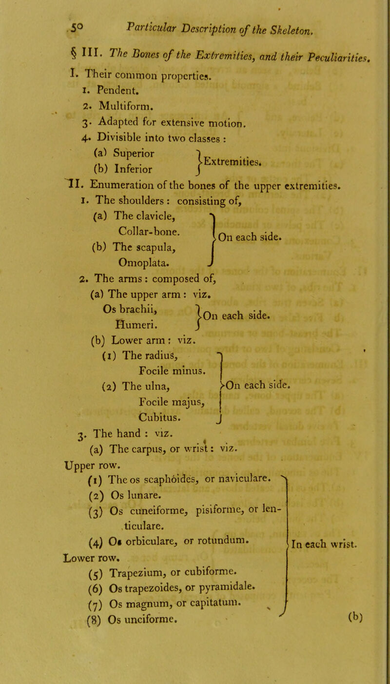 § III. The Bones of the Extremities, and their Peculiarities, I. Their common properties. 1. Pendent. 2. Multiform. 3. Adapted for extensive motion. 4. Divisible into tvv^o classes : (a) Superior (b) Inferior jExtrem.t.es. II. Enumeration of the bones of the upper extremities. 1. The shoulders : consisting of, (a) The clavicle, \ Collar-bone. I Qn each side. (b) The scapula, j Omoplata. J 2. The arms : composed of, (a) The upper arm : viz. Os brachii, 1 •» >0n each side. Humeri. J (b) Lower arm ; viz. (1) The radius, Focile minus. | (2) The ulna, >0n each side. Focile majus, j Cubitus. J 3. The hand : viz. (a) The carpus, or wrist: viz. Upper row. (1) The OS scaphoides, or naviculare. ^ (2) Os lunare. (3) Os cuneiforme, pisiforme, or len- ticulare. (4} Of orbiculare, or rotundum. Lower row. (5) Trapezium, or cubiforme. (6) Os trapezoides, or pyramidale. (7) Os magnum, or capitatuni. (8) Osunciforme. i^) In each wrist.