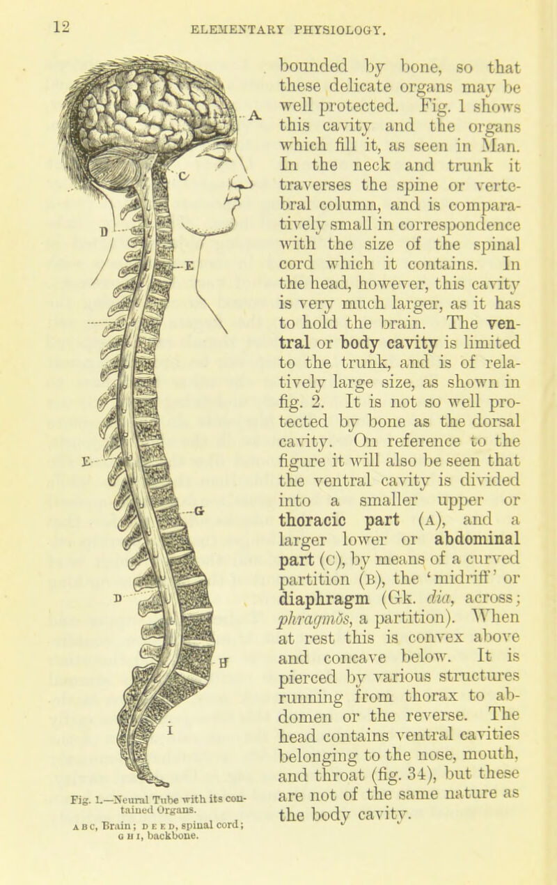 1.—Neural Tube with its con- taiued Organs. c, Brain; deed, spinal cord; 0 II I, backbone. bounded hy bone, so that these delicate organs may be well protected. Fig. 1 shows this cavity and the organs which fill it, as seen in Man. In the neck and trunk it traverses the spine or verte- bral column, and is compara- tively small in correspondence wdth the size of the spinal cord which it contains. In the head, however, this cavity is very much larger, as it has to hold the brain. The ven- tral or body cavity is limited to the trunk, and is of rela- tively large size, as shown in fig. 2. It is not so well pro- tected by bone as the dorsal ca\dty. On reference to the figure it will also be seen that the ventral cavity is divided into a smaller upper or thoracic part (a), and a larger lower or abdominal part (c), by means of a cur^-ed partition (b), the 'midriff' or diaphragm (Gk. dia, across; jphragmos, a partition). \\Tien at rest this is convex above and concave below. It is pierced by various structui-es running from thorax to ab- domen or the reverse. The head contains ventral cavities belonging to the nose, mouth, and throat (fig. 34), but these are not of the same nature as the body cavity.