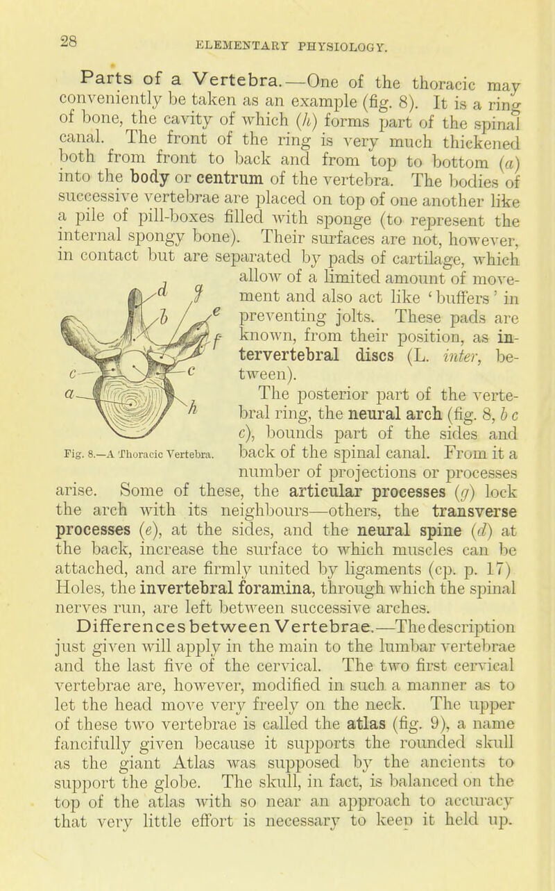 Parts of a Vertebra.—One of the thoracic may conveniently be taken as an example (fig. 8). It is a ring of bone, the cavity of which (A) forms part of the spinal canal. The front of the ring is very much thickened both from front to back and from top to bottom (a) into the body or centrum of the vertebra. The Ijodies of successive vertebrae are placed on top of one another like a pile of pill-boxes filled with sponge (to represent the internal spongy bone). Their surfaces are not, however, in contact but are separated by pads of cartilage, which alloAV of a limited amount of move- ment and also act like ' buffers ' in ^ preventing jolts. These pads are ^- known, from their position, as in- tervertebral discs (L. inter, be- tween). The posterior part of the verte- bral ring, the neural arch (fig. 8, be c), bounds part of the sides and Fig. 8.—A Thoracic Vertebra, baclv of the spiual caual. From it a number of projections or processes arise. vSome of these, the articular processes (/?) lock the arch Avith its neighbours—others, the transverse processes (e), at the sides, and the neural spine (d) at the back, increase the surface to which muscles can be attached, and are firmly united by ligaments (cp. p. 17) Holes, the invertebral foramina, through which the spinal nerves run, are left between successive arches. Differences between Vertebrae.—^Thedescription just given will apply in the main to the lumbar vertebrae and the last five of the cervical. The two first cer^dcal vertebrae are, however, modified in such a manner as to let the head move very freely on the neck. The upper of these two vertebrae is called the atlas (fig. 9), a name fancifully given because it supports the rounded sladl as the giant Atlas was supposed by the ancients to support the globe. The skull, in fact, is balanced on the top of the atlas Avith so near an approach to accuracy that very little effort is necessary to keep it held up.