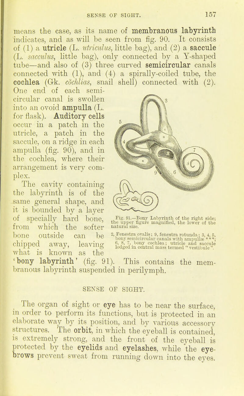 niGcans the case, as its name of membranous labyrinth indicates, and as Avill be seen from fig. 90. It consists of (1) a utricle (L. ufricuhis, little bag), and (2) a saccule (L. sacculus, little bag), only connected by a Y-shaped tube—and also of (3) three curved semicircular canals connected with (1), and (4) a spirally-coiled tube, the cochlea (Gk. cuchUas, snail shell) connected with (2). One end of each semi- circular canal is swollen into an ovoid ampulla (L. for flask). Auditory cells occur in a patch in the utricle, a patch in the saccule, on a ridge in each ampulla (fig. 90), and in the cochlea, where their arrangement is very com- plex. The cavity containing the labyrinth is of the same general shape, and it is bounded by a layer of specially hard bone, from which the softer bone outside can be chipped away, leaving what is knoAvn as the 'bony labyrinth' (fig. 91). This contains branous labyrinth suspended in perilymph. Fig. 91.—Bony Labyrinth of the riglit side; the upper figure magnified, the lower of the natural size. 2, Fenestra ovalis; 9, fenestra rotunda; 3, 4, 5, bony semicircular canals with ampuUse ***; 6, 8, 7, bony cochlea; utricle and saccule lodged in central mass termed vestibule . the mem- SENSE OF SIGHT. The organ of sight or eye has to be near the surface, in order to perform its functions, but is protected in an elaborate way by its position, and by various accessory structures. The orbit, in which the eyeball is contained, is extremely strong, and the front of the eyeball is protected by the eyelids and eyelashes, while the eye- brows prevent sweat from running down into the eyes.