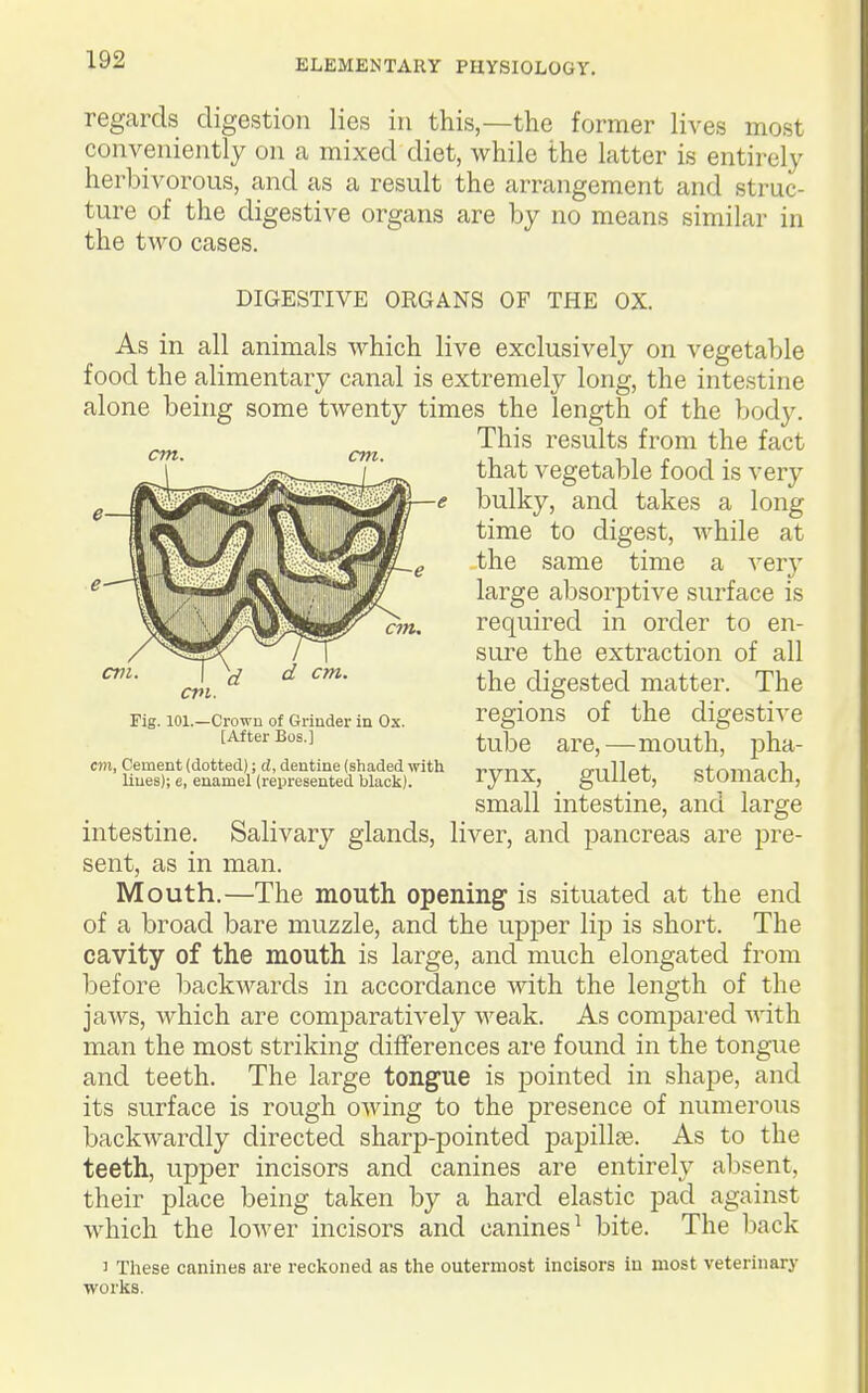 regards digestion lies in this,—the former lives most conveniently on a mixed diet, while the latter is entirely herbivorous, and as a result the arrangement and struc- ture of the digestive organs are by no means similar in the two cases. DIGESTIVE ORGANS OF THE OX. cm. cm. cvi. Fig. 101.—Crowu of Grinder in Ox. [After Bos.] cm. Cement (dotted); d, dentine (shaded with lines); e, enamel (represented black). As in all animals which live exclusively on vegetable food the alimentary canal is extremely long, the intestine alone being some twenty times the length of the body. This results from the fact that vegetable food is very bulky, and takes a long time to digest, while at the same time a very large absorptive surface is required in order to en- sure the extraction of all the digested matter. The regions of the digestive tube are,—mouth, pha- rynx, gullet, stomach, small intestine, and large intestine. Salivary glands, liver, and pancreas are pre- sent, as in man. Mouth.—The mouth opening is situated at the end of a broad bare muzzle, and the upper lip is short. The cavity of the mouth is large, and much elongated from before l^ackwards in accordance with the length of the jaws, which are comparatively weak. As compared with man the most striking differences are found in the tongue and teeth. The large tong'ue is pointed in shape, and its surface is rough owing to the presence of numerous backwardly directed sharp-pointed papillae. As to the teeth, upper incisors and canines are entirely absent, their place being taken by a hard elastic pad against which the lower incisors and canines^ bite. The back ' These canines are reckoned as the outermost incisors in most veterinary worlcs.