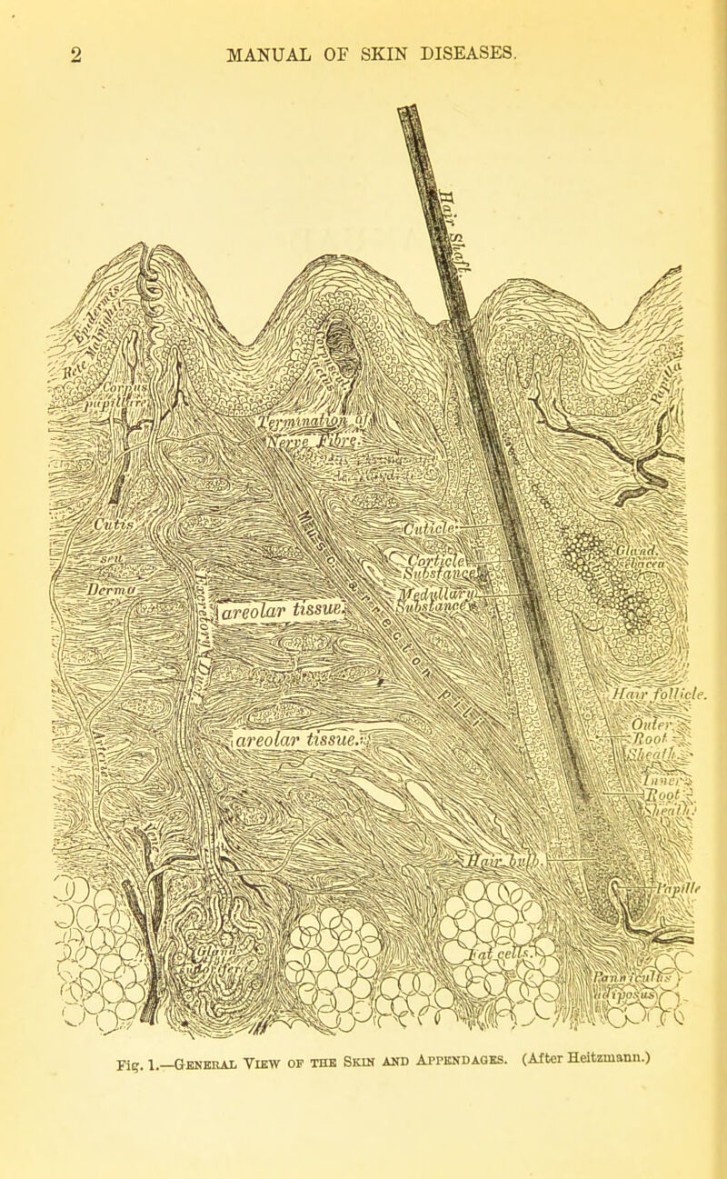 Fig. 1.—General View of the Skin and Appendages. (After Heitzmann.)