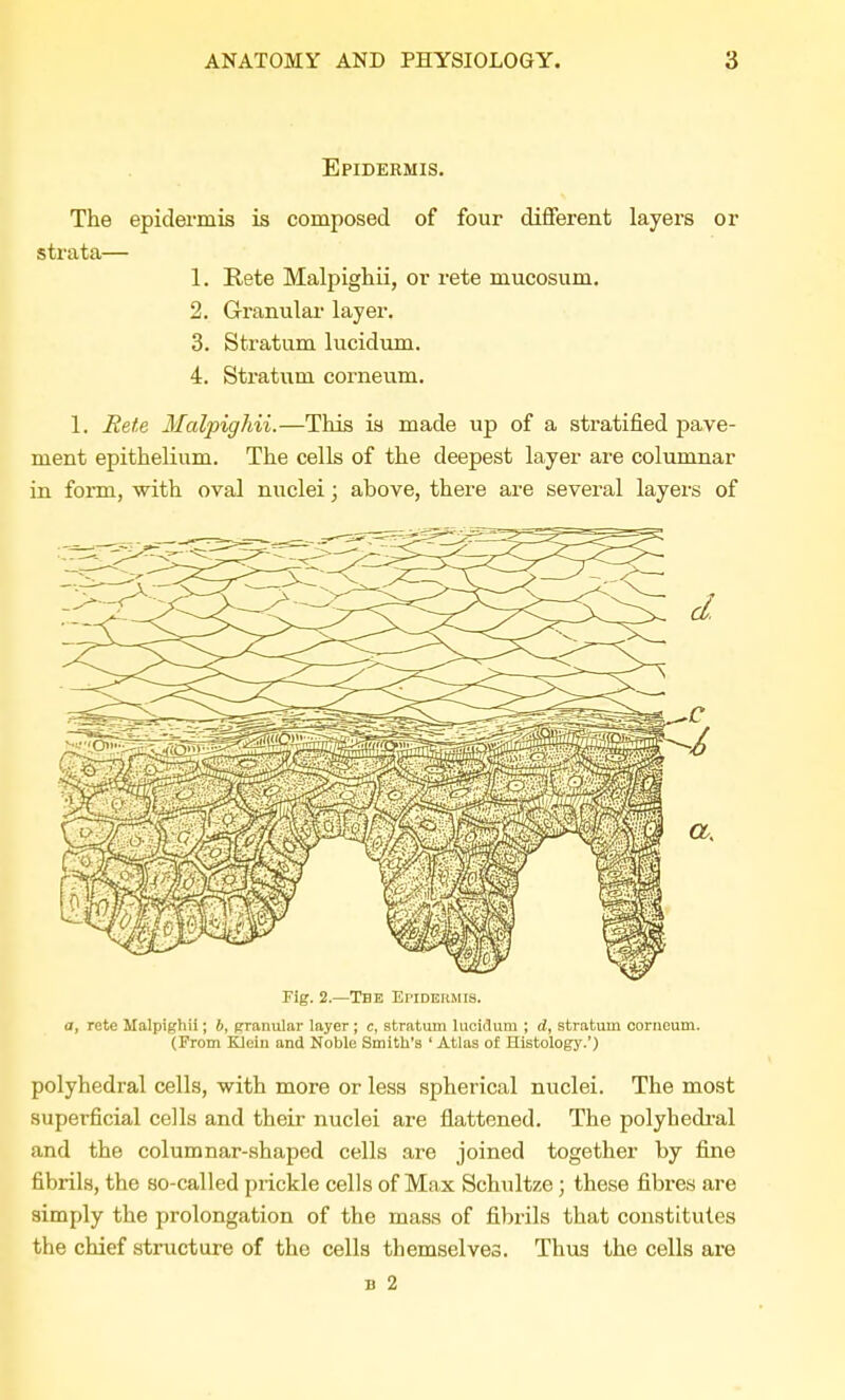 Epidermis. The epidermis is composed of four different layers or strata— 1. Rete Malpighii, or rete mucosum. 2. Granular layer. 3. Stratum lucidum. 4. Stratum corneum. 1. Rete Malpighii.—This is made up of a stratified pave- ment epithelium. The cells of the deepest layer are columnar in form, with oval nuclei; above, there are several layers of Fig. 2.—The Epidermis. a, rete Malpighii; b, granular layer ; c, stratum lucidum ; d, stratum corneum. (From Klein and Noble Smith's ' Atlas of Histology.') polyhedral cells, with more or less spherical nuclei. The most superficial cells and their nuclei are flattened. The polyhedral and the columnar-shaped cells are joined together by fine fibrils, the so-called prickle cells of Max Schultze ; these fibres are simply the prolongation of the mass of fibrils that constitutes the chief structure of the cells themselves. Thus the cells are b 2