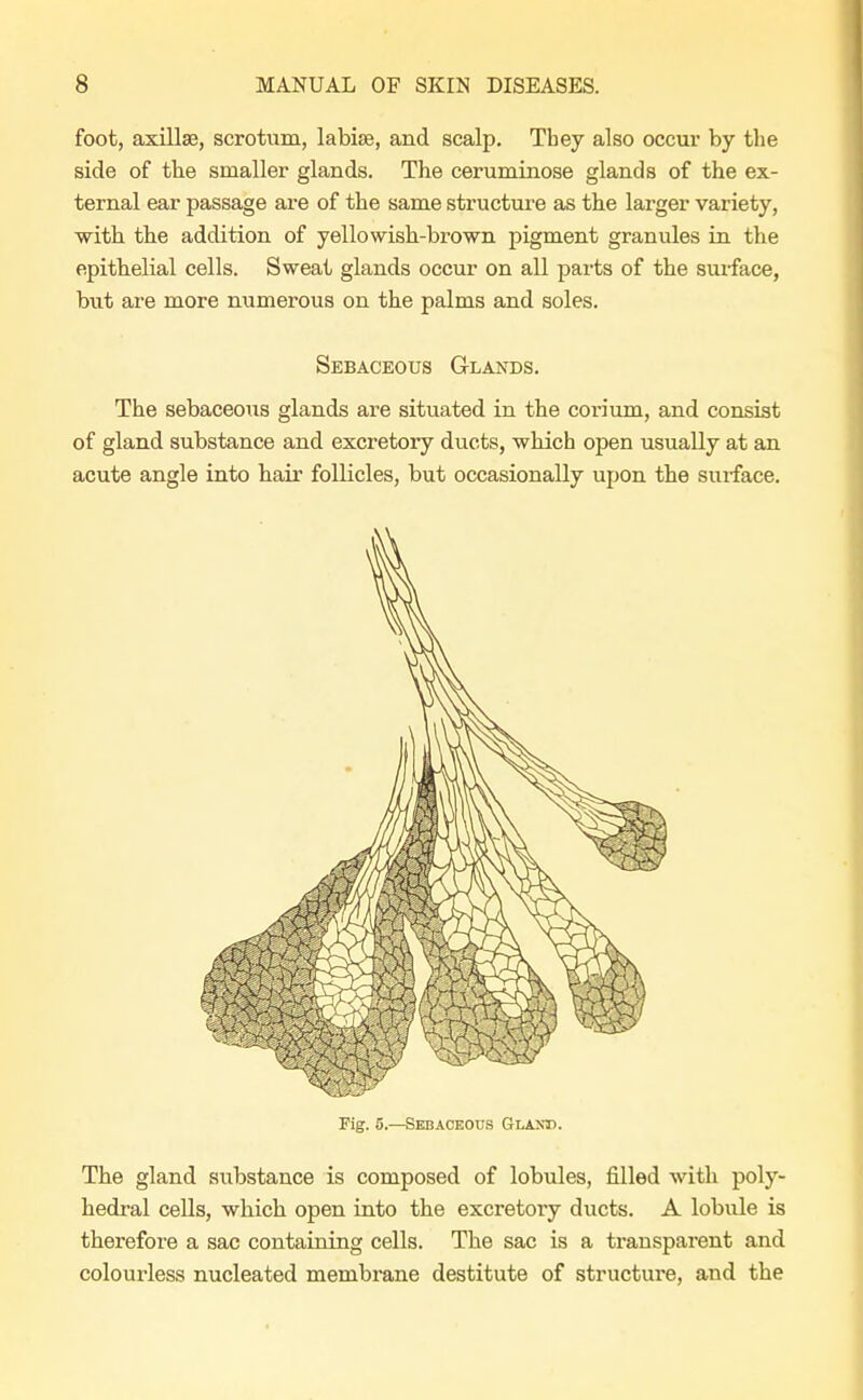 foot, axillae, scrotum, labise, and scalp. They also occur by the side of the smaller glands. The ceruminose glands of the ex- ternal ear passage are of the same structure as the larger variety, with the addition of yellowish-brown pigment granules in the epithelial cells. Sweat glands occur on all parts of the surface, but are more numerous on the palms and soles. Sebaceous Glands. The sebaceous glands are situated in the corium, and consist of gland substance and excretory ducts, which open usually at an acute angle into hair follicles, but occasionally upon the surface. Fig. 5.—Sebaceous Gland. The gland substance is composed of lobules, filled with poly- hedral cells, which open into the excretory ducts. A lobule is therefore a sac containing cells. The sac is a transparent and colourless nucleated membrane destitute of structure, and the